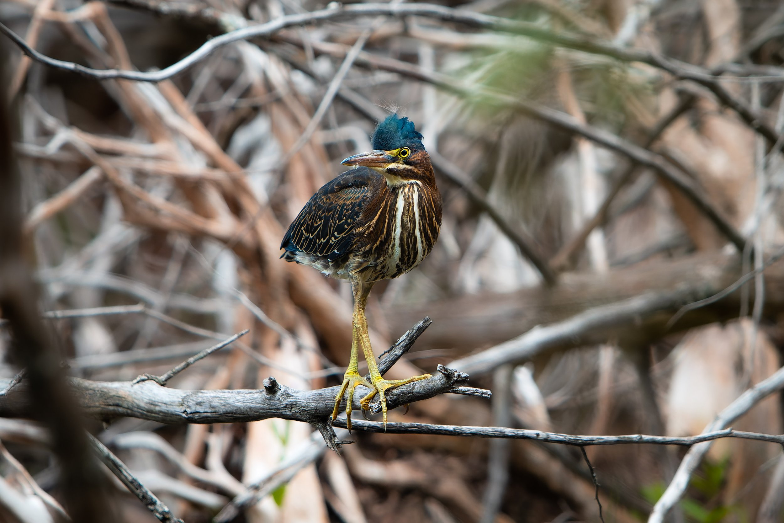 A colorful bird with a dark blue crest, yellow eyes, and brown and black striped feathers perched on a branch among tangled tree limbs in a natural habitat.