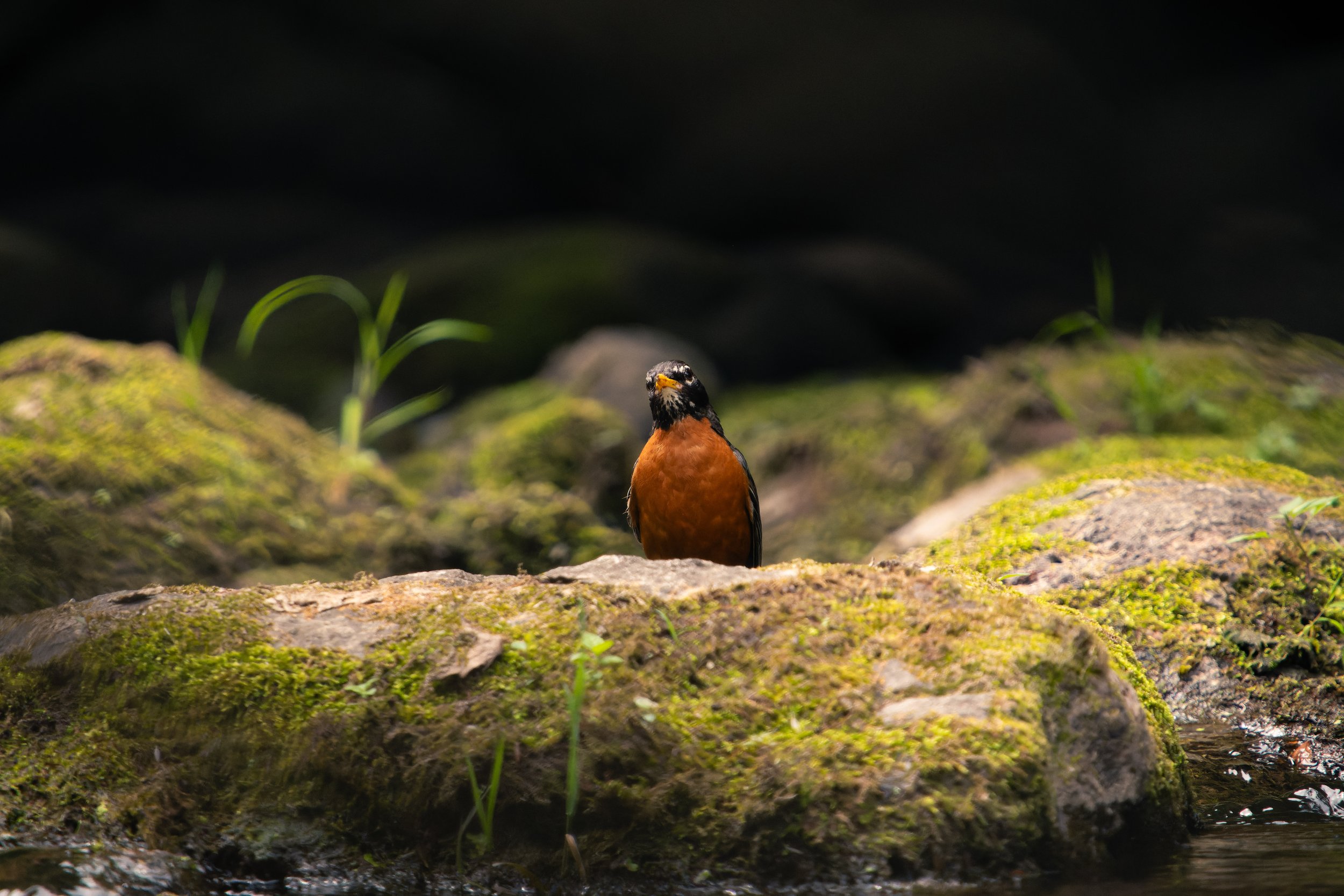 A bird perched on a moss-covered rock near water, with a dark background.