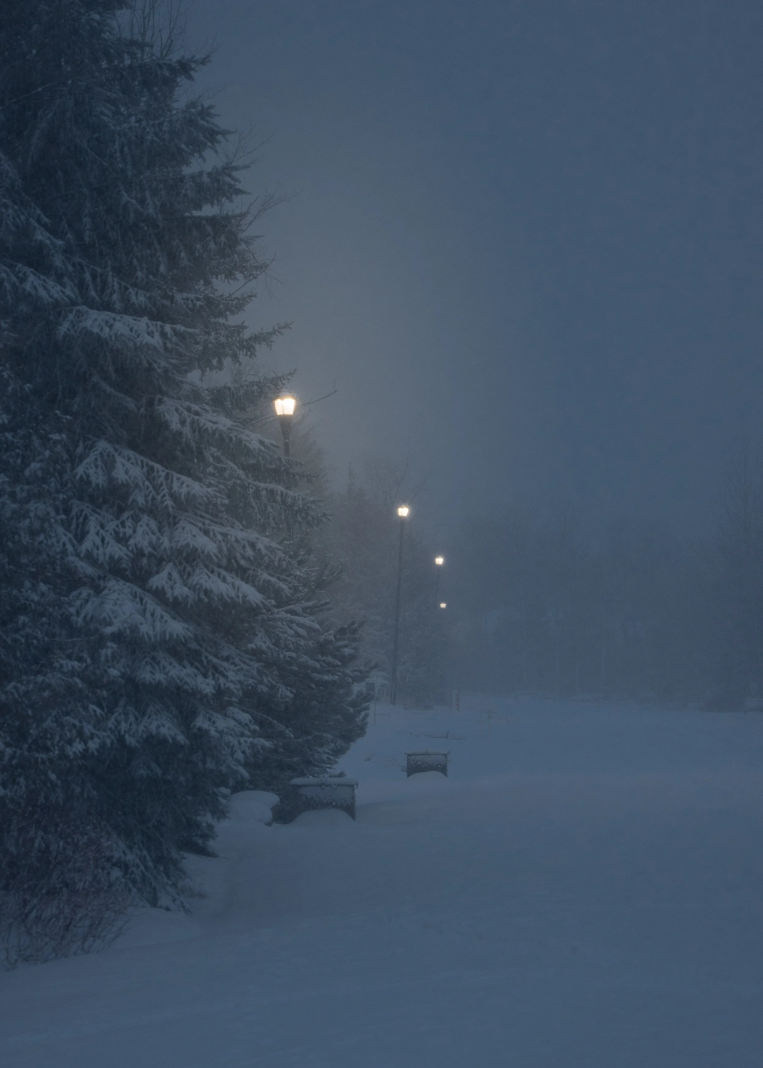Snow-covered trees and a walkway with street lamps during a foggy winter night.