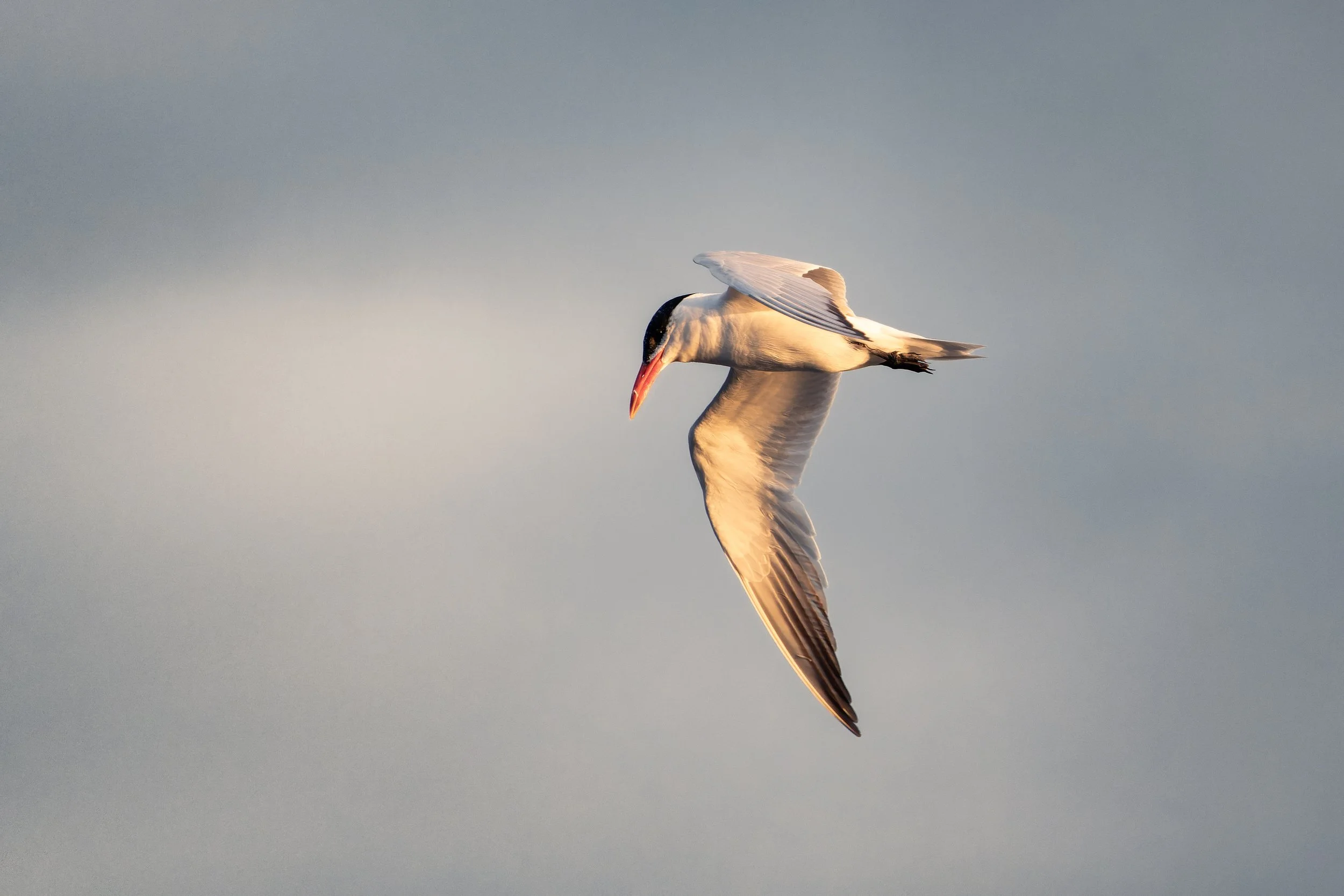 A white bird, possibly an egret or heron, flying against a clear sky.