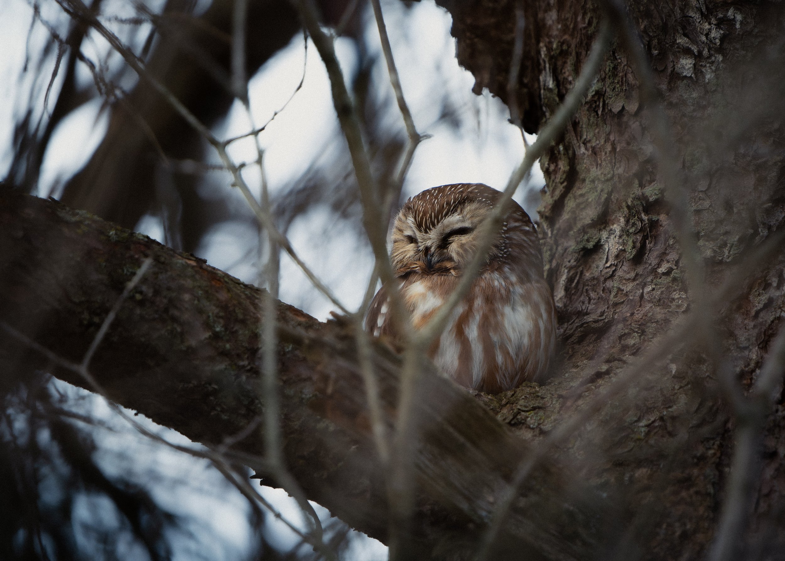 Close-up of an owl with closed eyes, nestled among tree branches and bark with a blurred background.