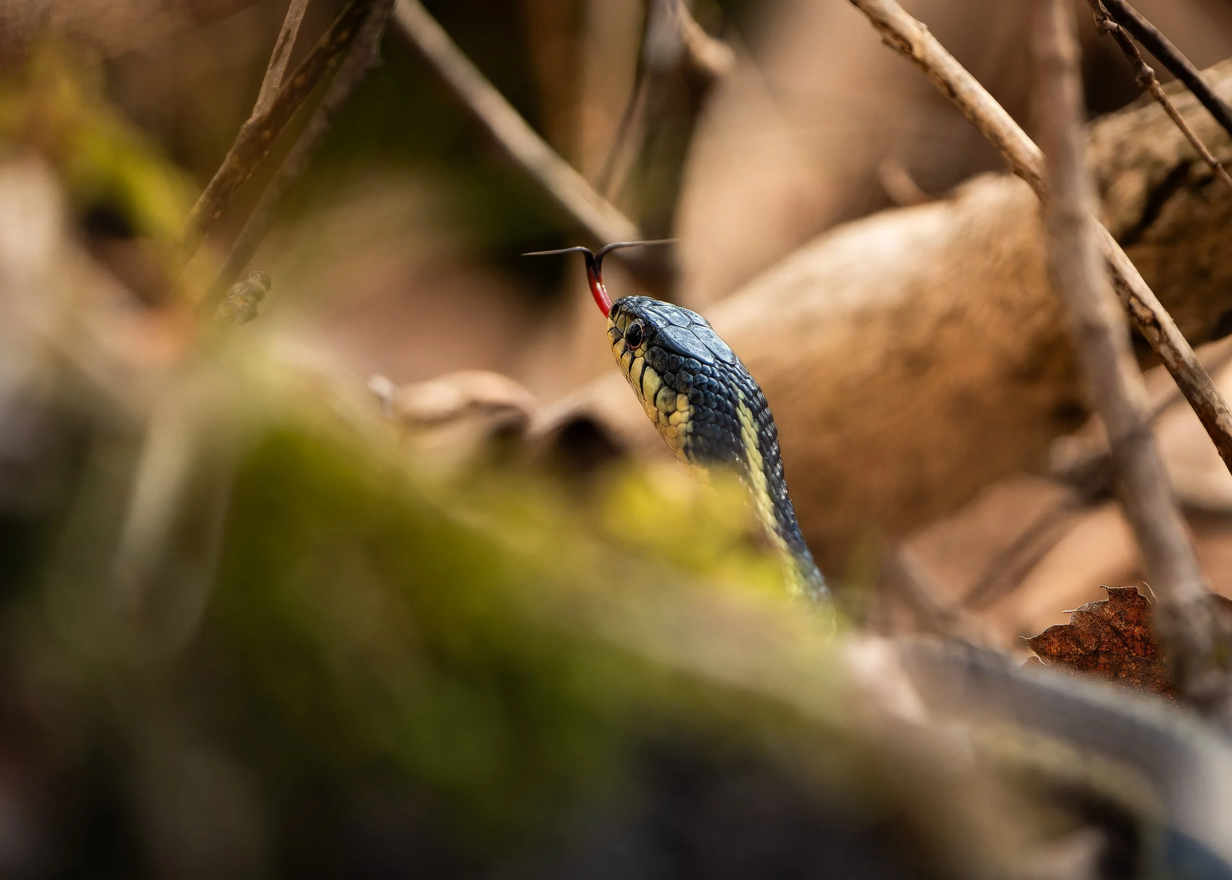 Close-up of a snake's head with black, yellow, and green scales, partially visible among blurred dry leaves and twigs in a natural outdoor setting.