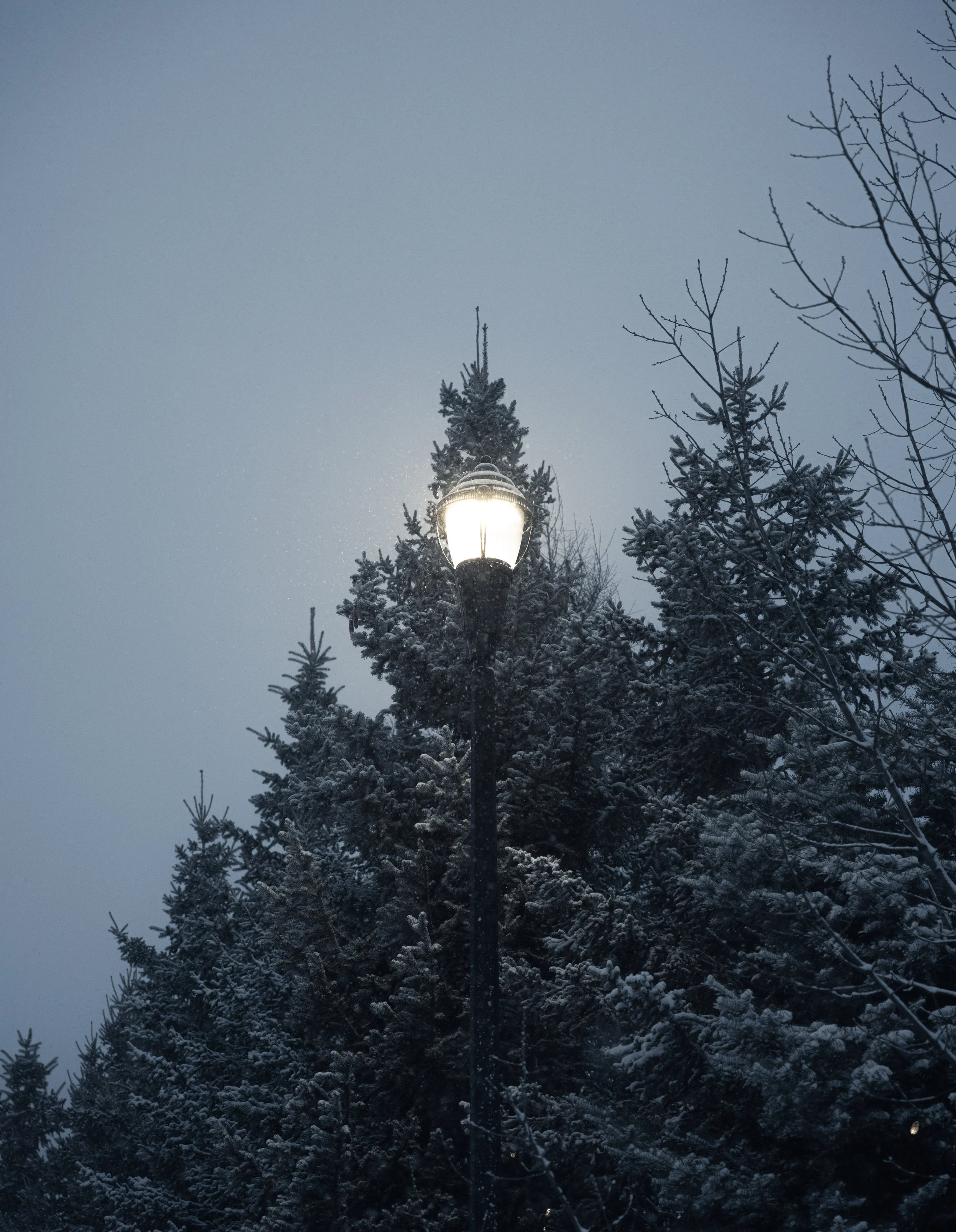 Nighttime scene featuring a lit street lamp surrounded by snow-covered evergreen trees and leafless branches against a darkening sky.