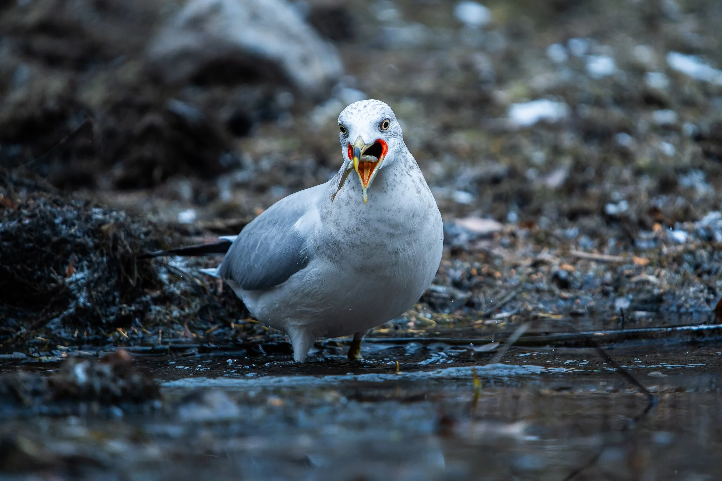 A seagull with a fish in its beak standing on rocky ground near water.