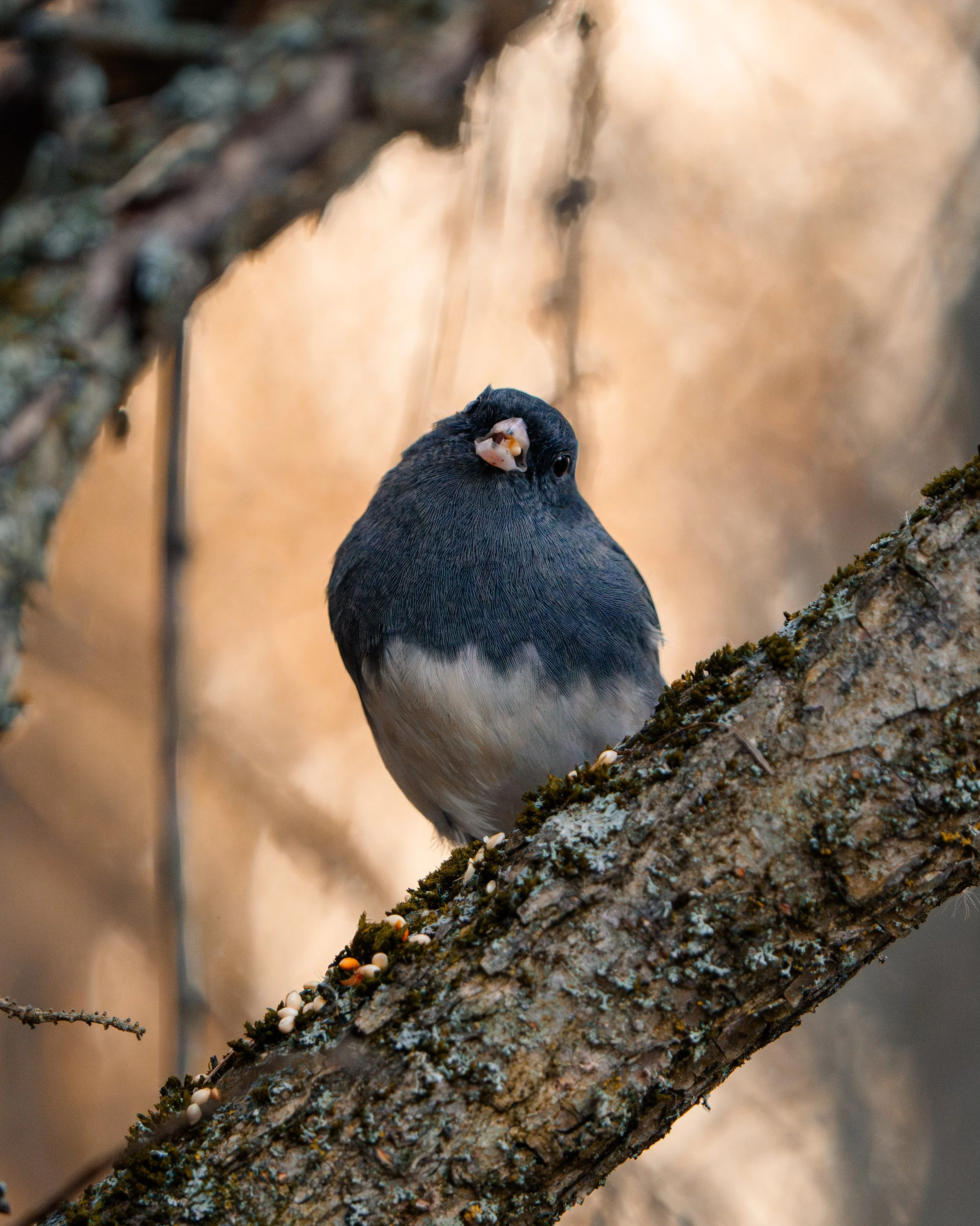 A small dark-colored bird perched on a tree branch with a rough, textured bark. The bird is facing downward with its beak slightly open, surrounded by tiny white and orange growths on the branch.