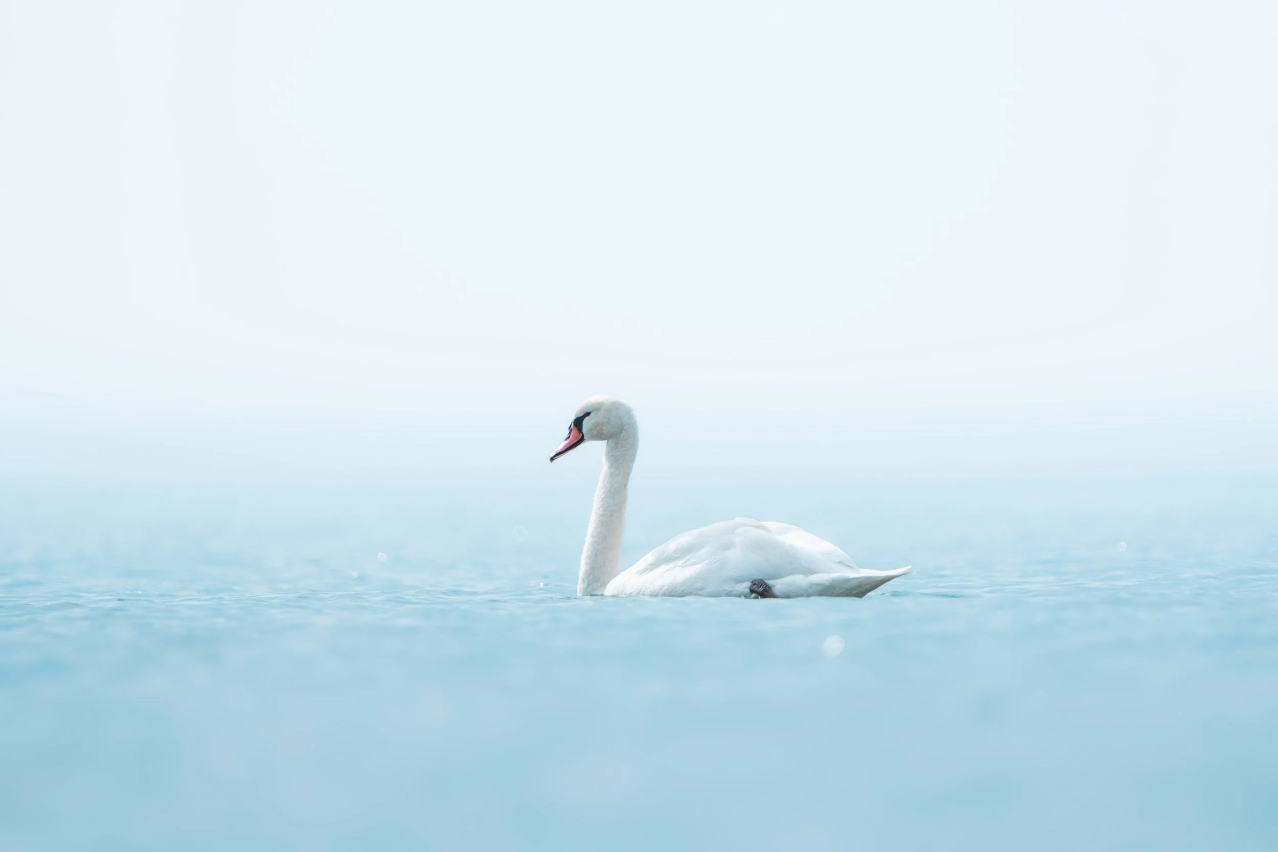 A white swan swimming in calm blue water with a light, cloudy sky in the background.