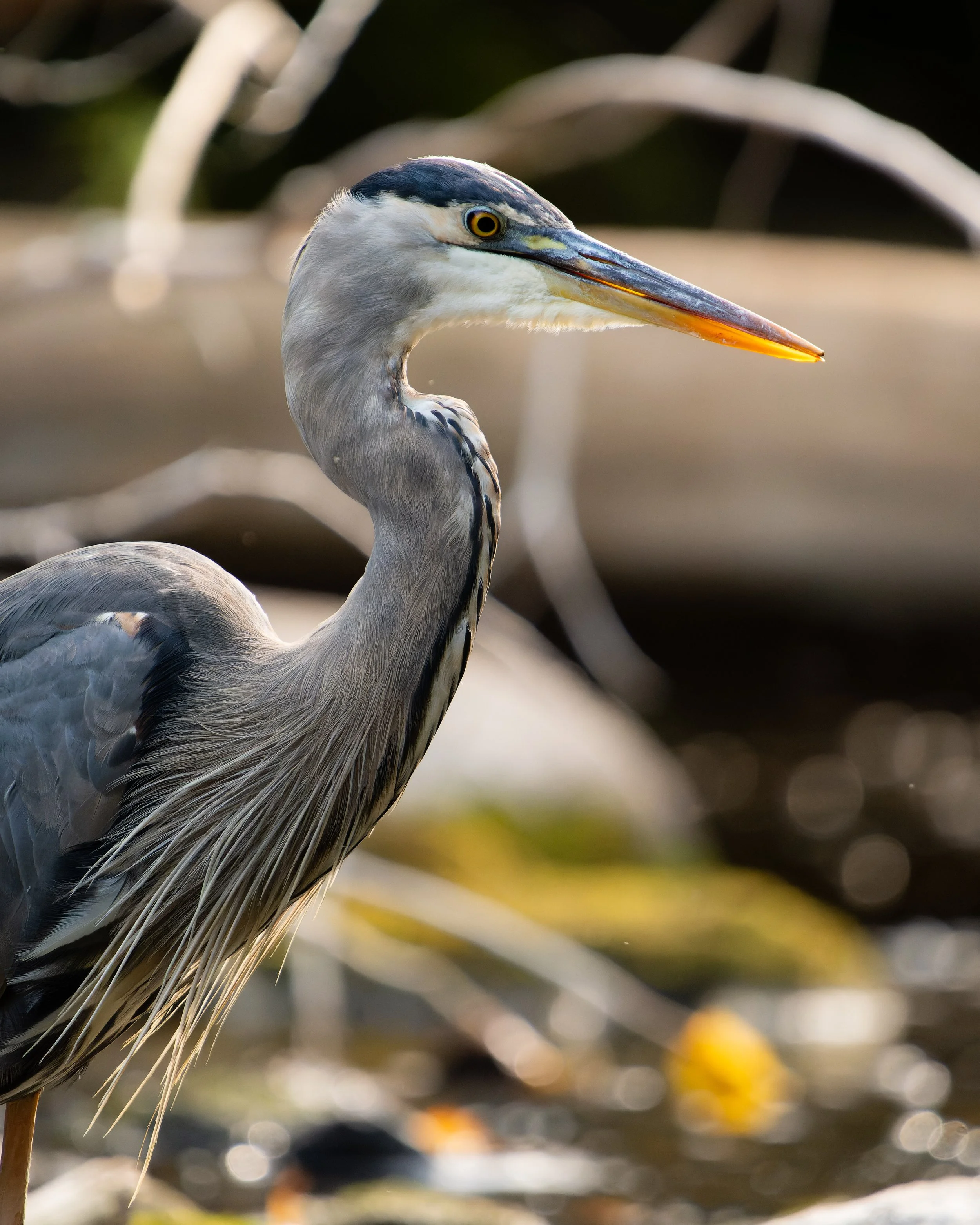 Close-up of a great blue heron with a long, pointed beak, standing near water with a blurred background of natural elements.