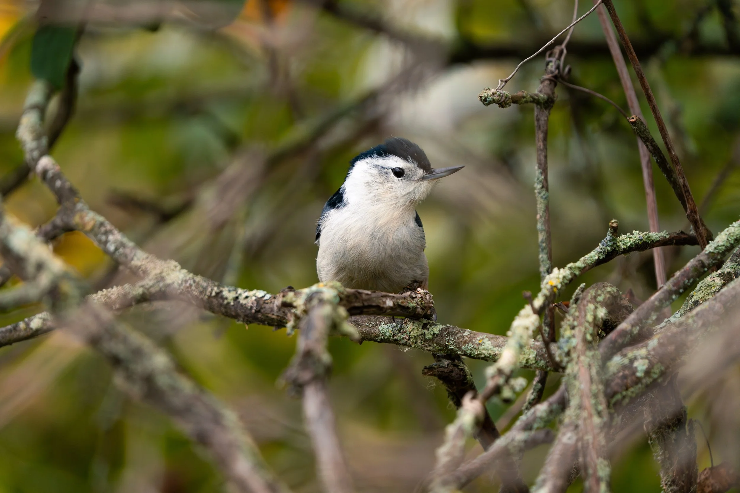 A small bird with black and white feathers perched on a branch amidst a tangle of twigs and lichen, with green and yellow blurred background foliage.