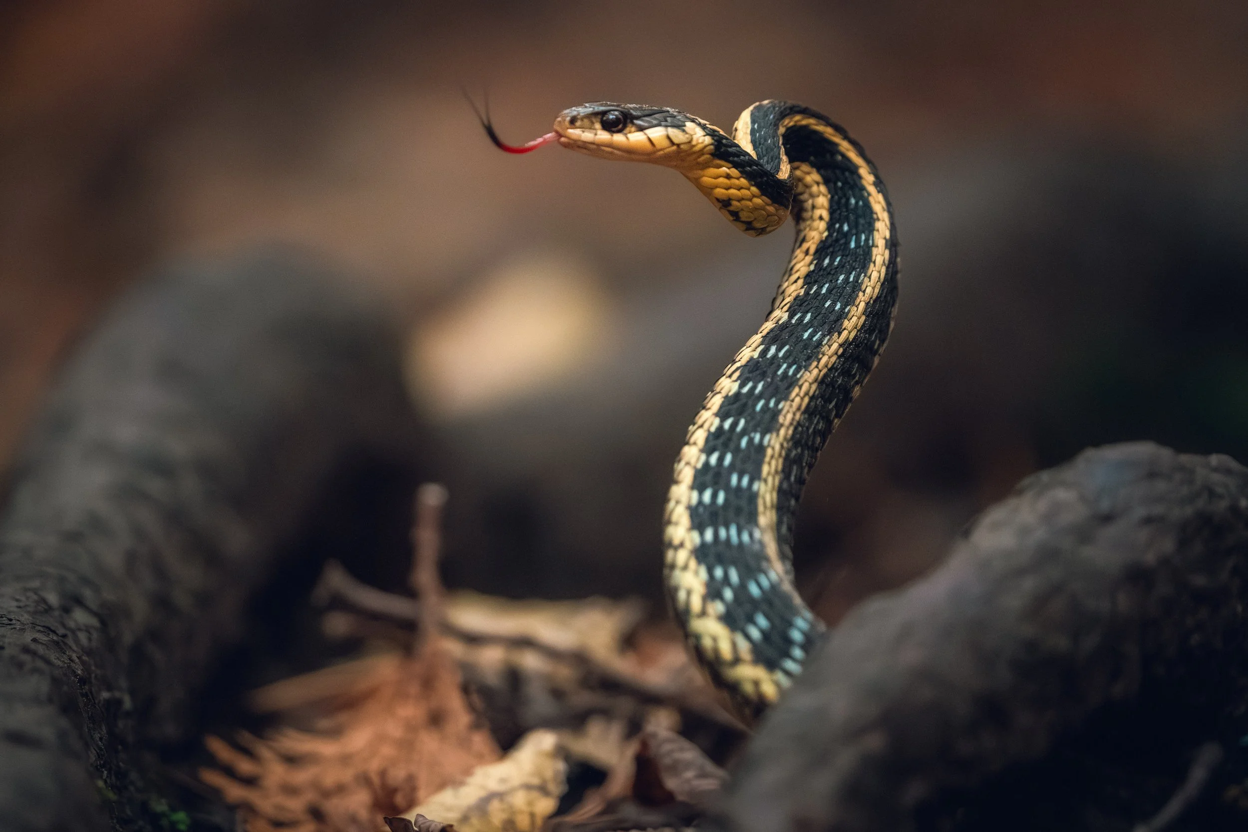 Close-up of a black and yellow snake with a forked tongue extended, crawling through a dark, earthy environment.
