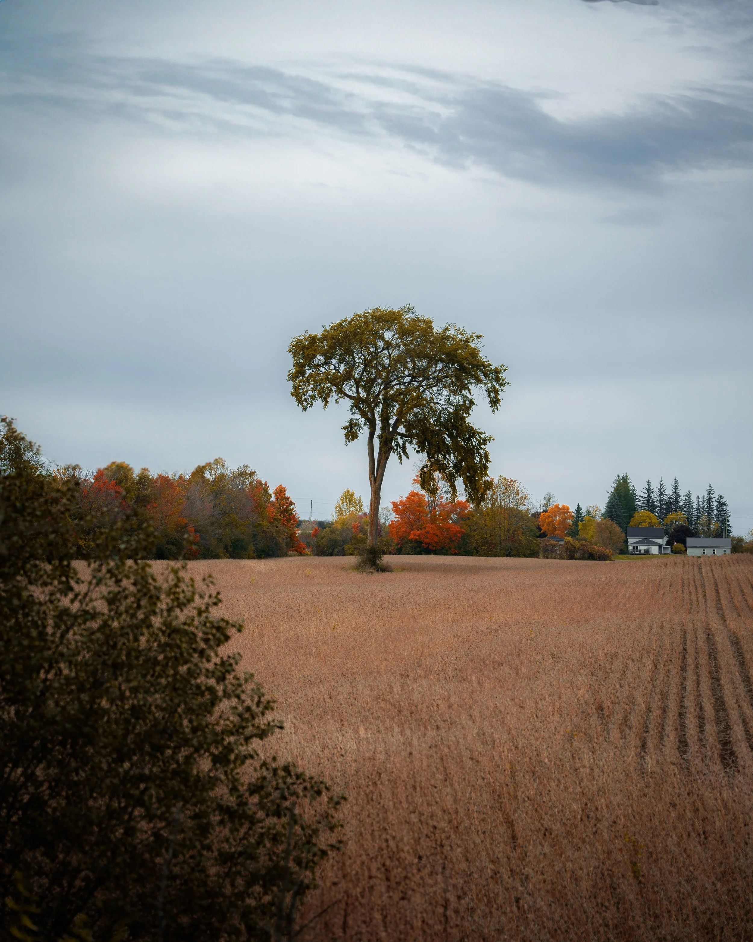 A solitary tree with a slim trunk and sparse foliage stands in the middle of a field with a textured brown surface. In the background, a line of trees with colorful autumn leaves and a few houses are visible against a cloudy sky. The scene suggests a