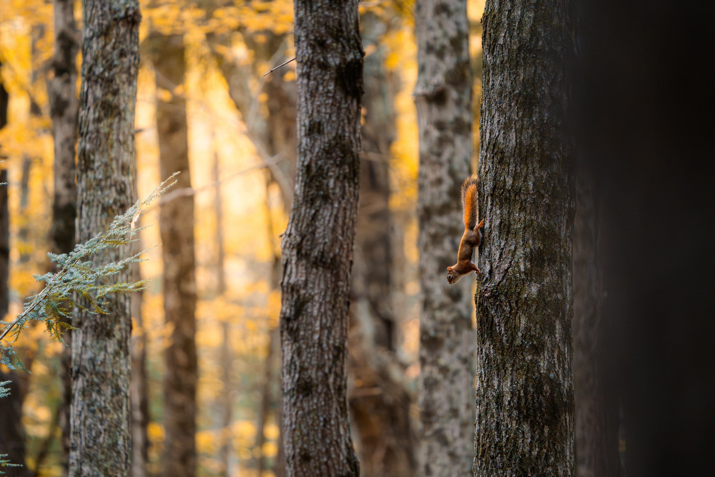 A squirrel climbing a tall tree trunk in a forest with autumn foliage, with warm sunlight filtering through the trees.