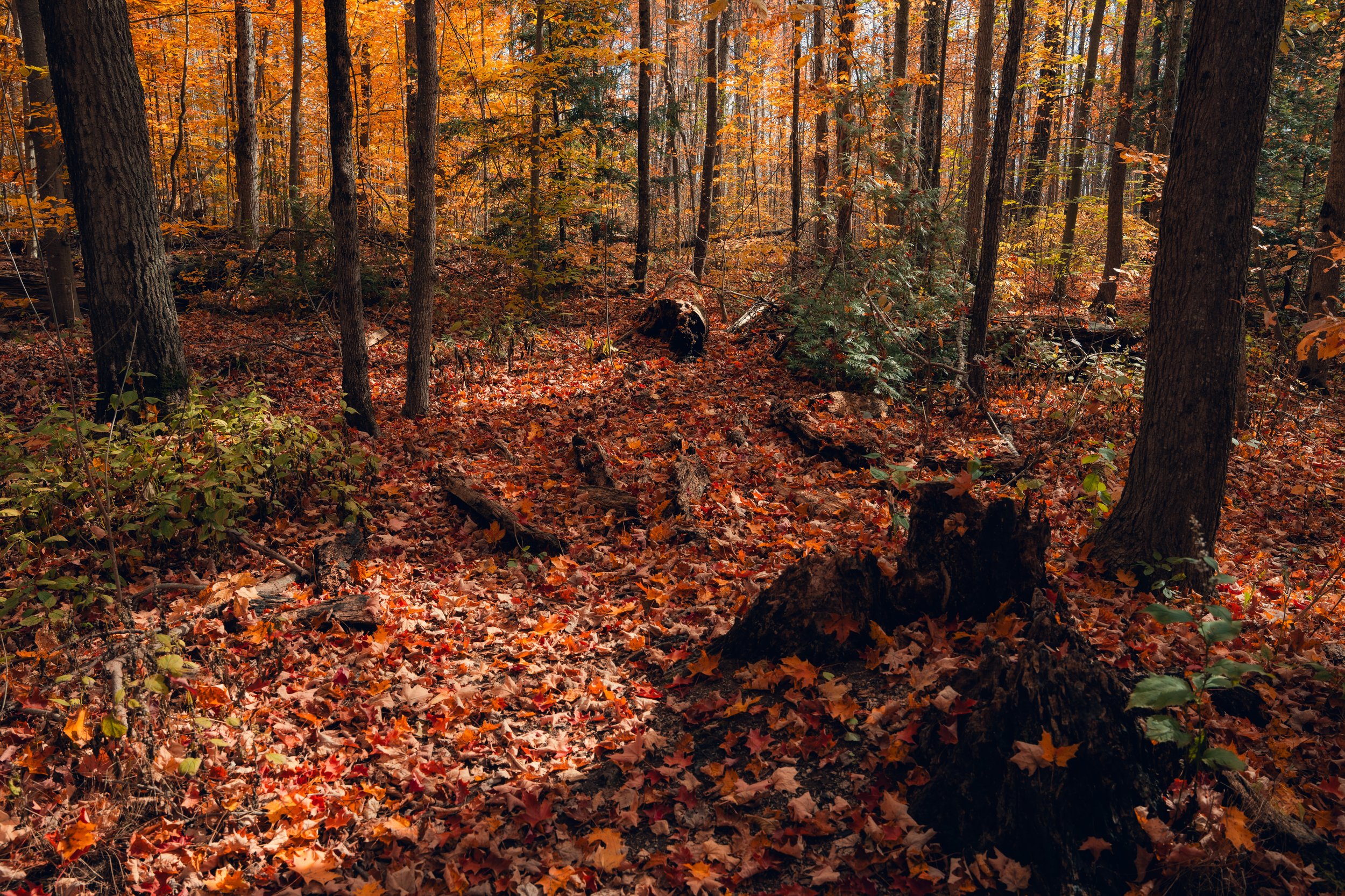 A forest scene during autumn with tall trees, colorful orange and yellow leaves, fallen leaves on the ground, and a fallen log in the center.