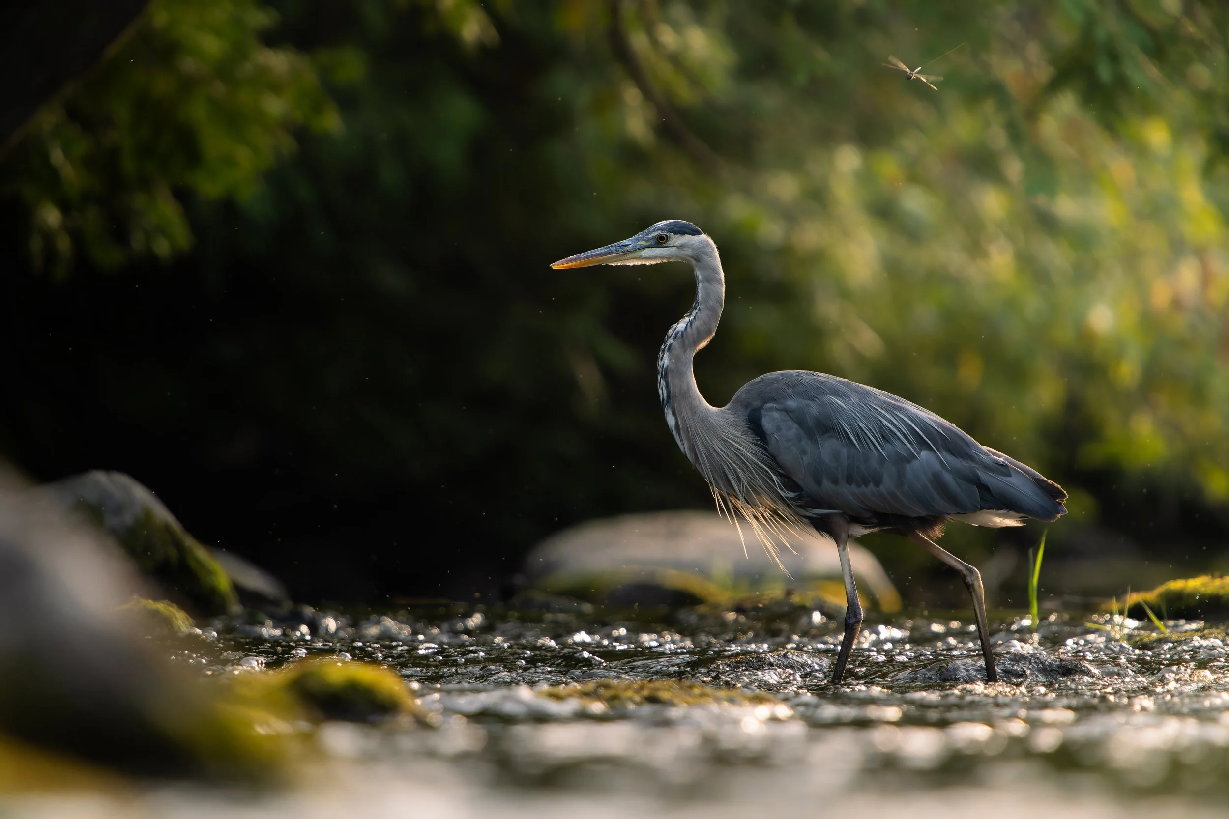A heron standing in shallow water with a dragonfly flying above, surrounded by blurred green foliage in the background.