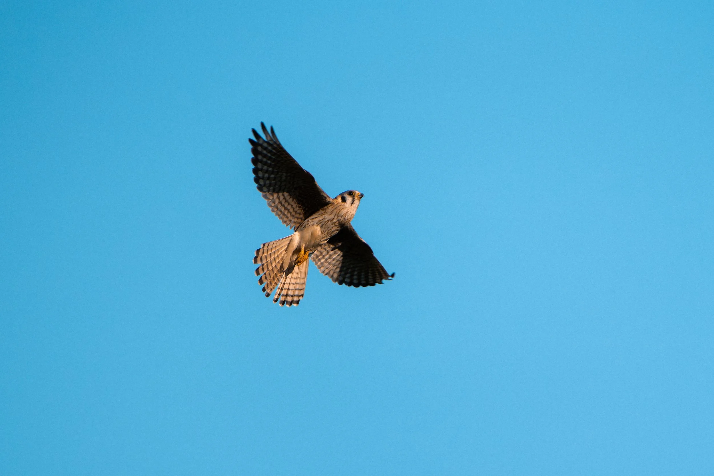 A bird in flight against a clear blue sky, with wings spread wide and tail feathers visible.