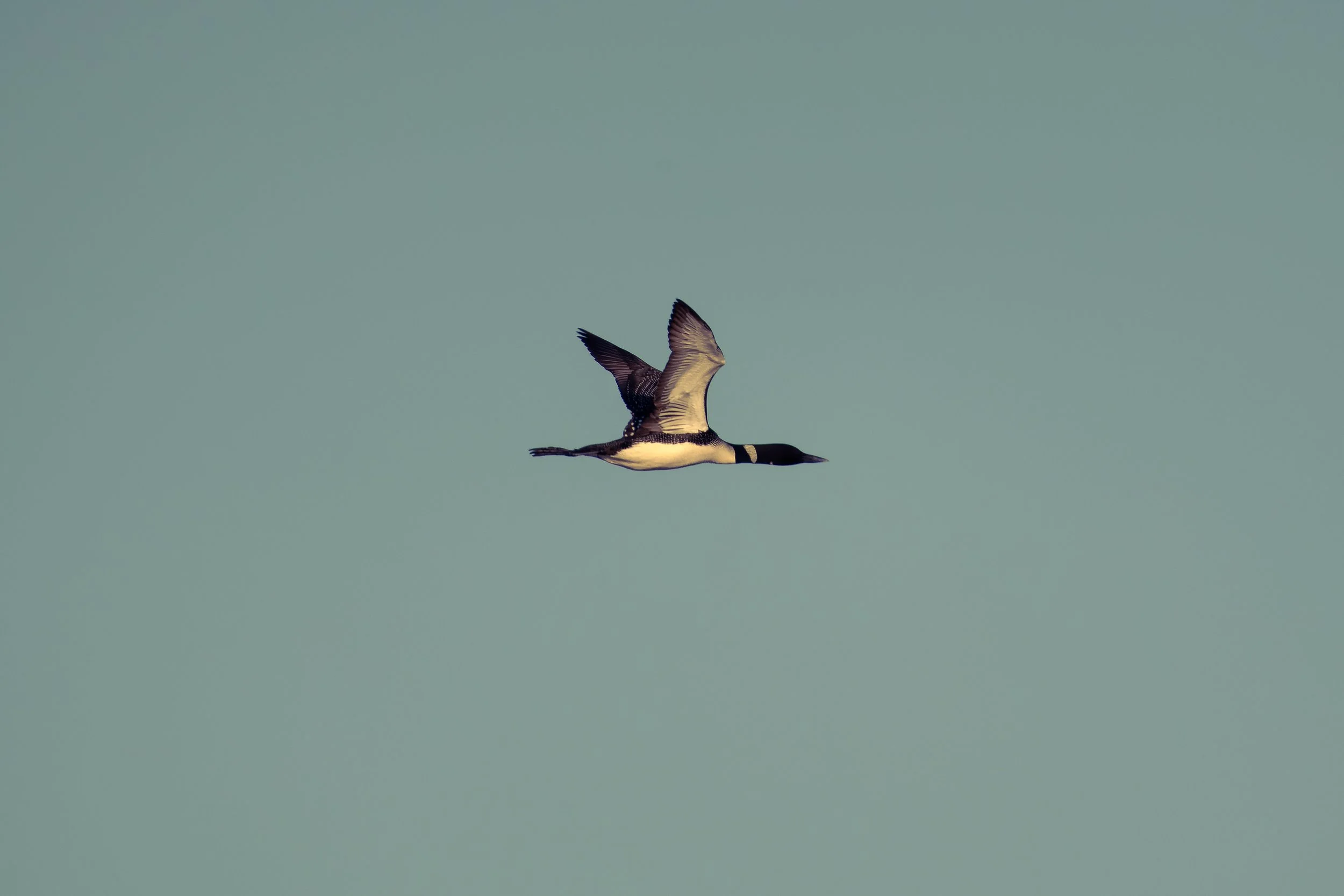 A Loon flying against a plain background.