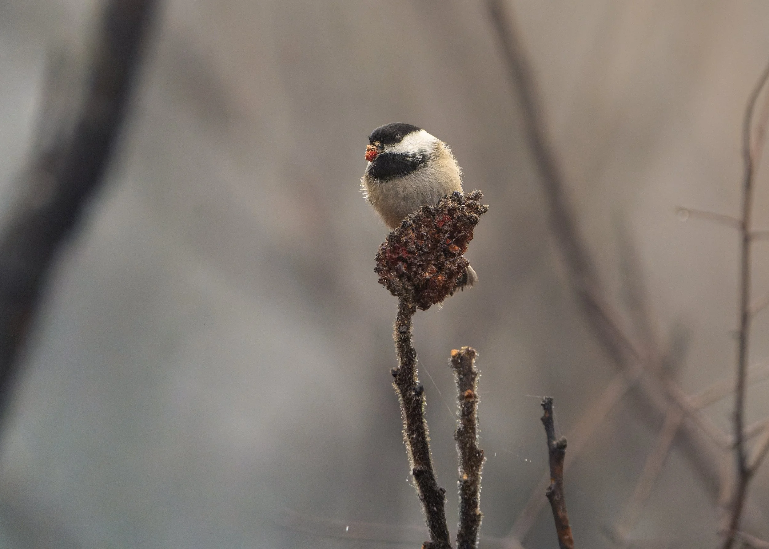 A small bird, likely a chickadee, perched on a thin, dark branch. The bird has a black cap and bib, white cheeks, and beige and gray body feathers. It appears to have a red berry or seed in its beak, with a blurred neutral background.