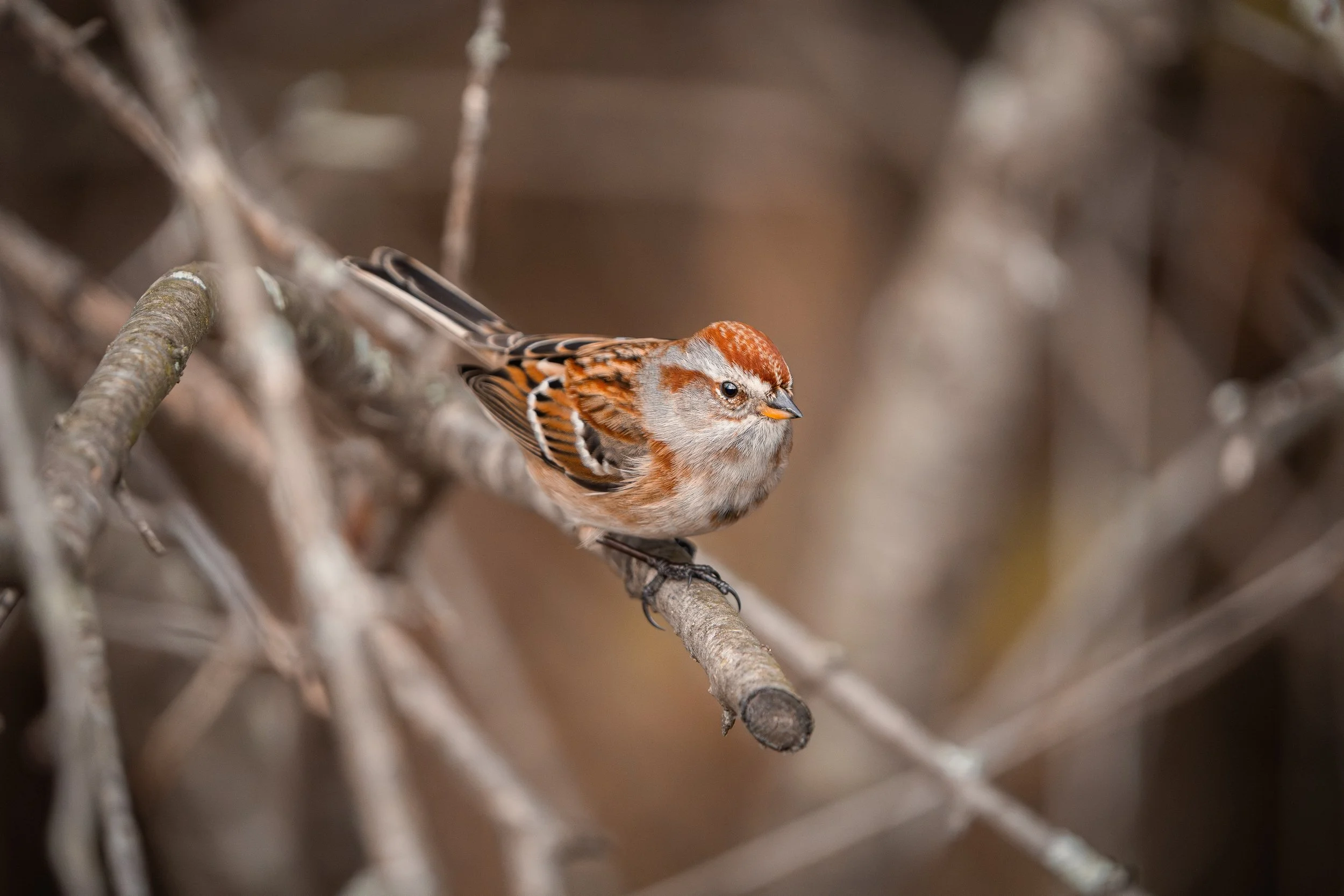 A small brown and white bird perched on a branch surrounded by a tangle of slender, grayish branches.