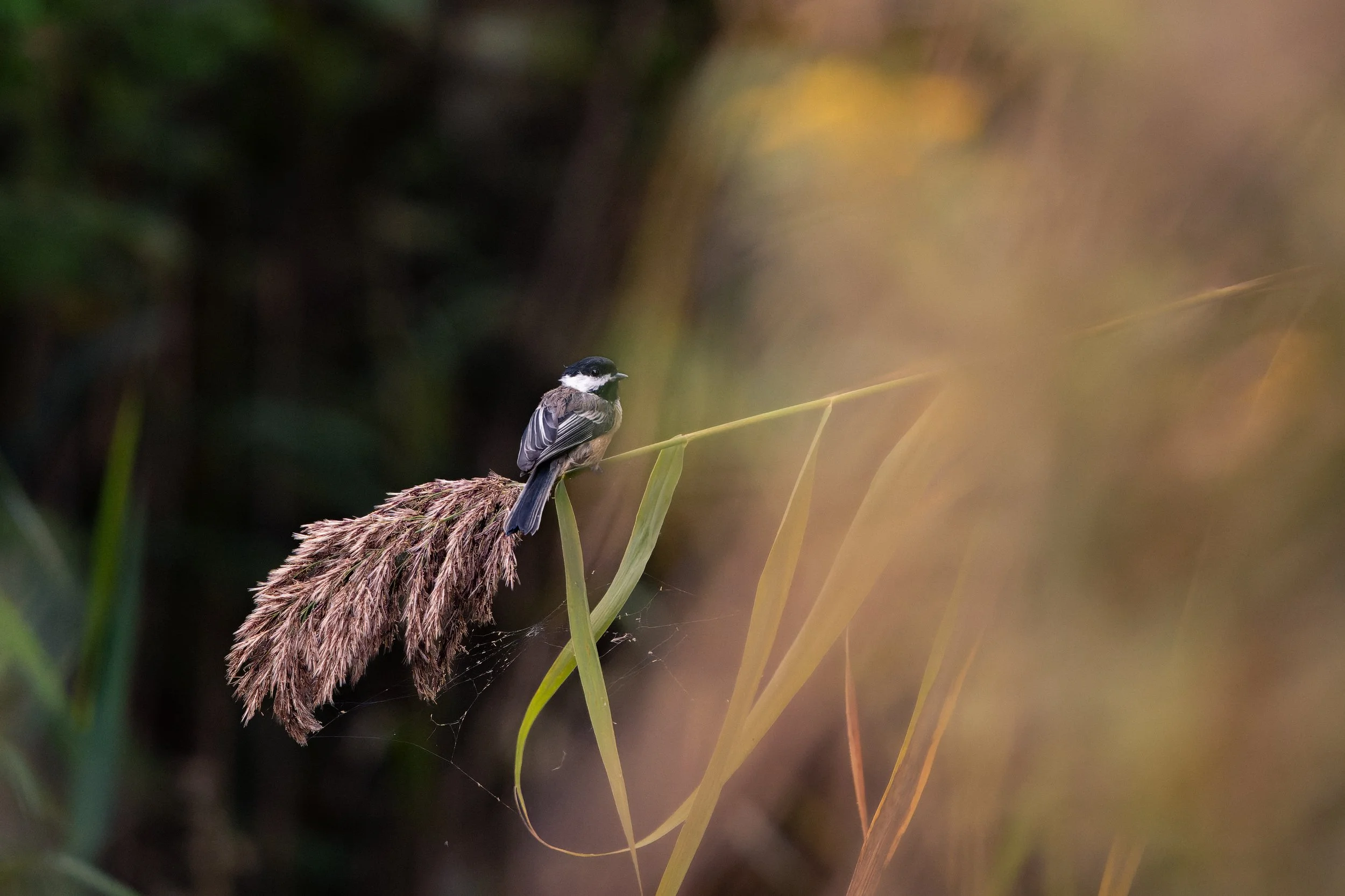 A small bird with black and white coloring perched on top of a dry grass stalk in a natural setting with blurred foliage in the background.