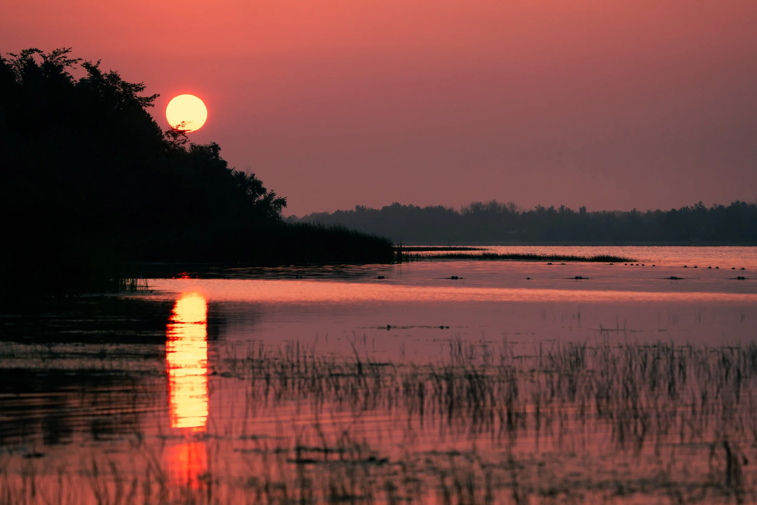 Sunset over a body of water with pink and orange sky, silhouetted trees and reeds, and the sun reflecting on the water.