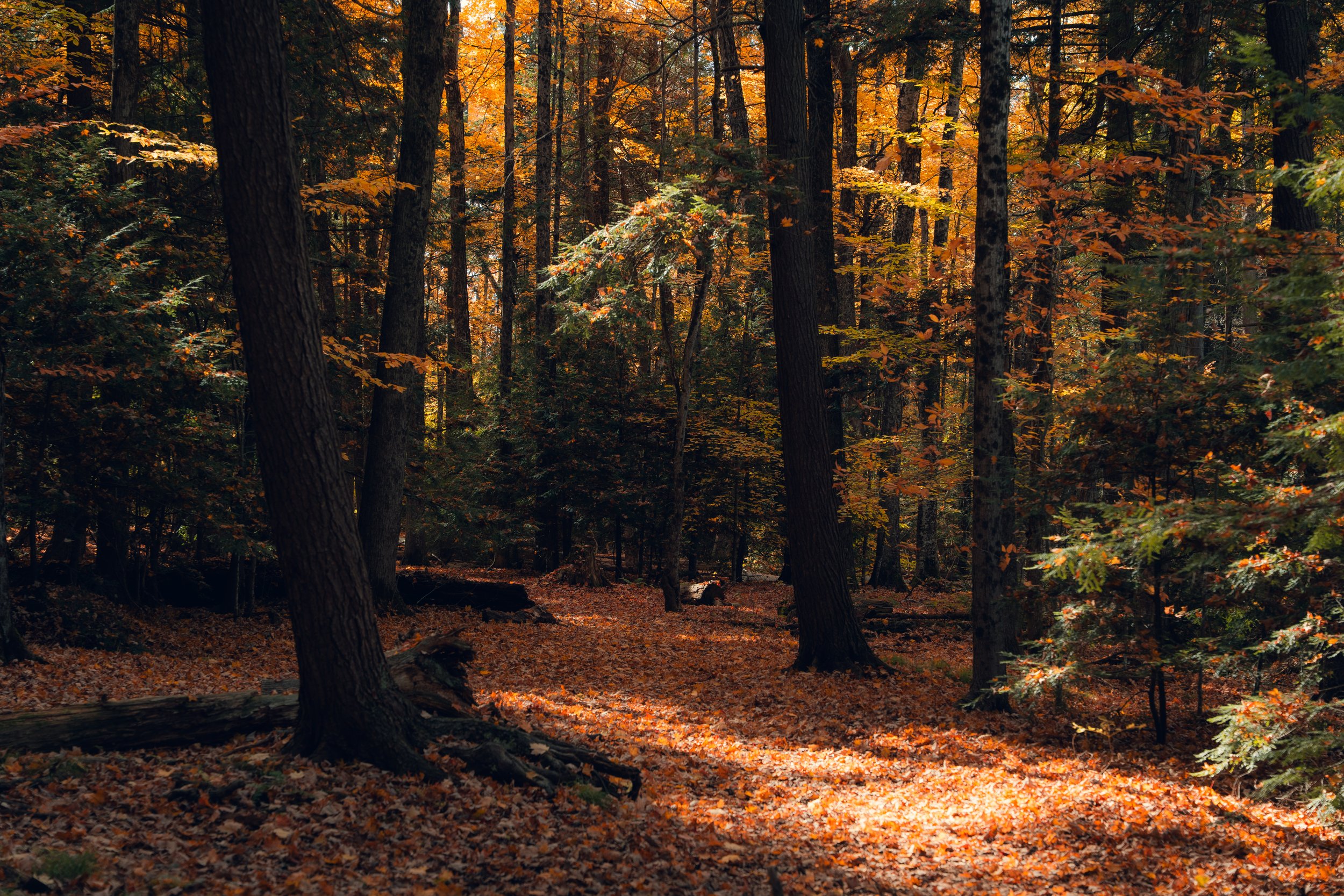 A dense forest filled with tall trees and vibrant orange and yellow autumn leaves. The forest floor is covered with fallen leaves and dappled with sunlight peeking through the canopy.