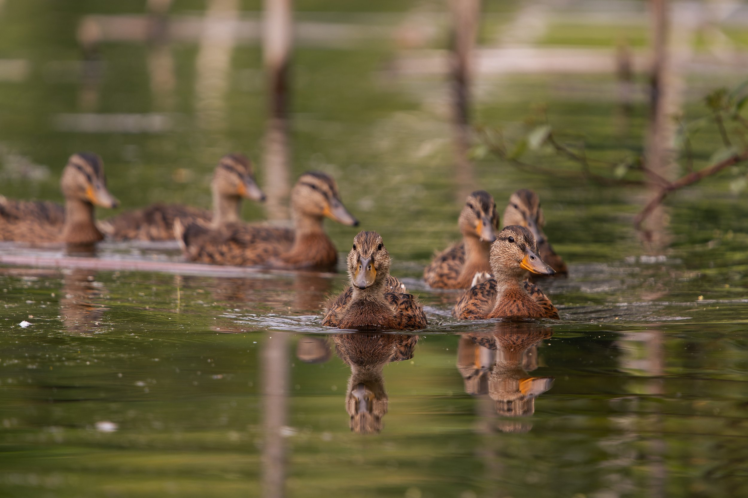 Several ducklings swimming in a body of water during daytime, with reflections on the water surface