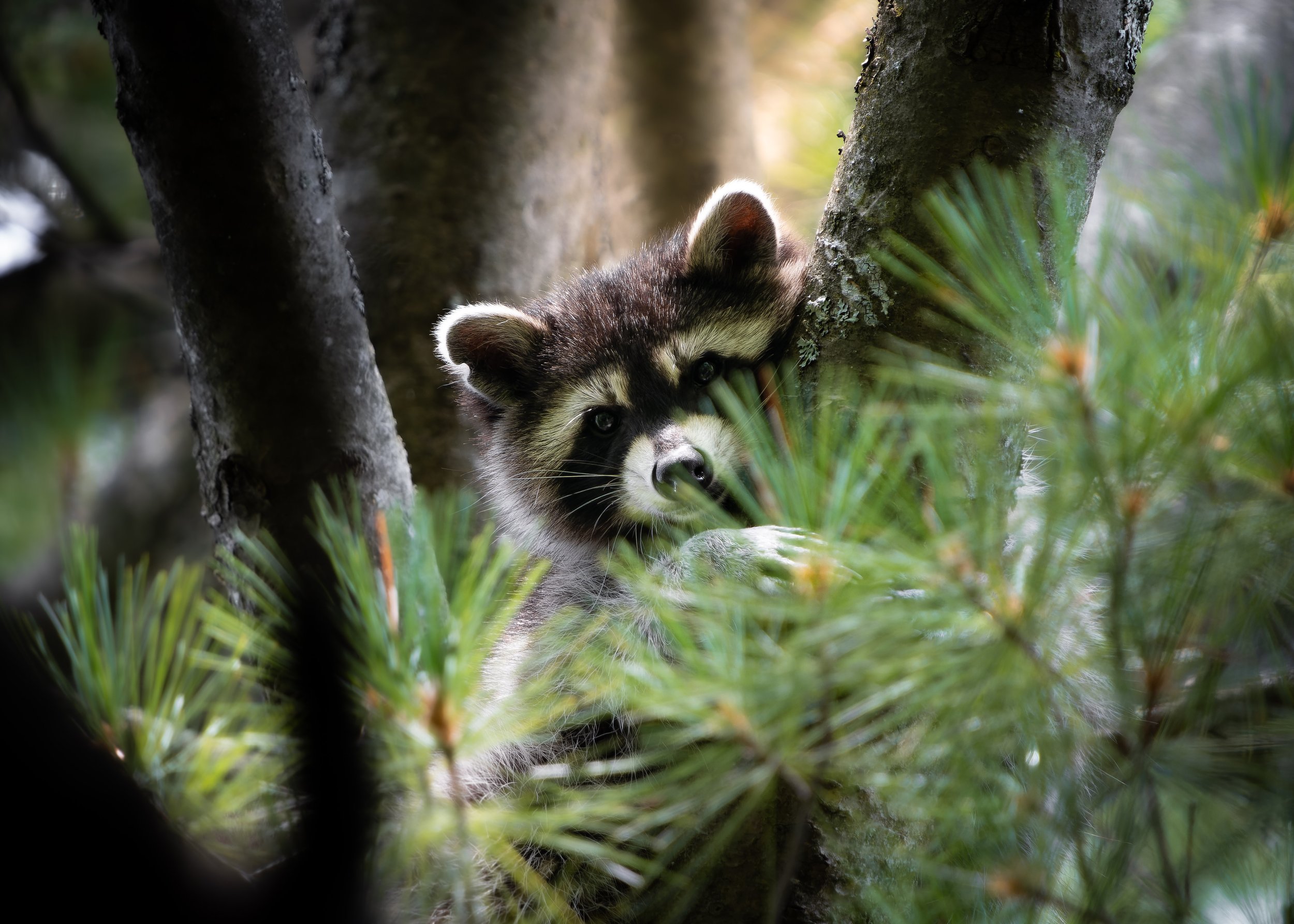 A young raccoon peeks out from behind tree branches and green foliage in a forest setting.