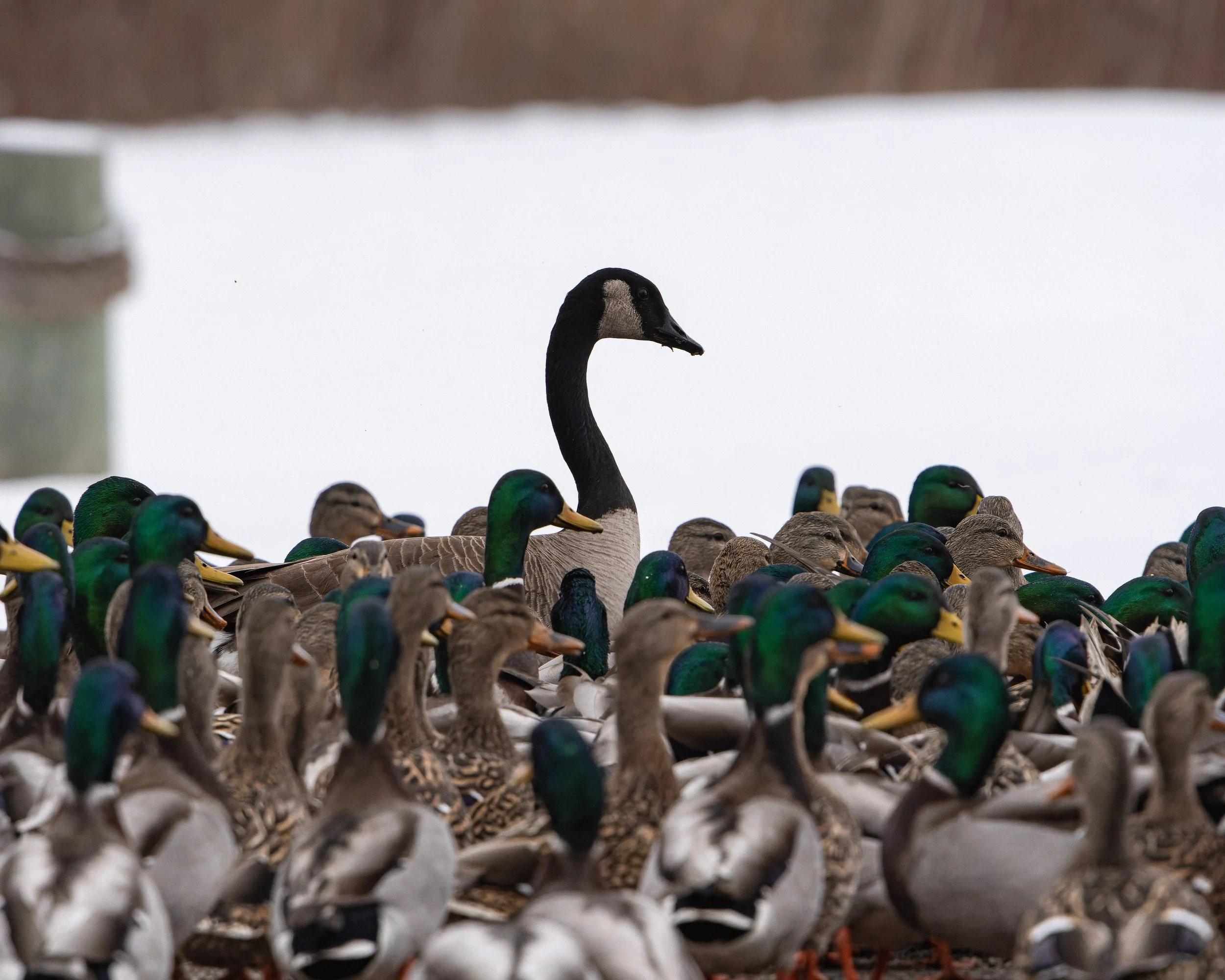 A multitude of mallard ducks, with some partially submerged or resting, in a close gathering on water, with a black swan among them.
