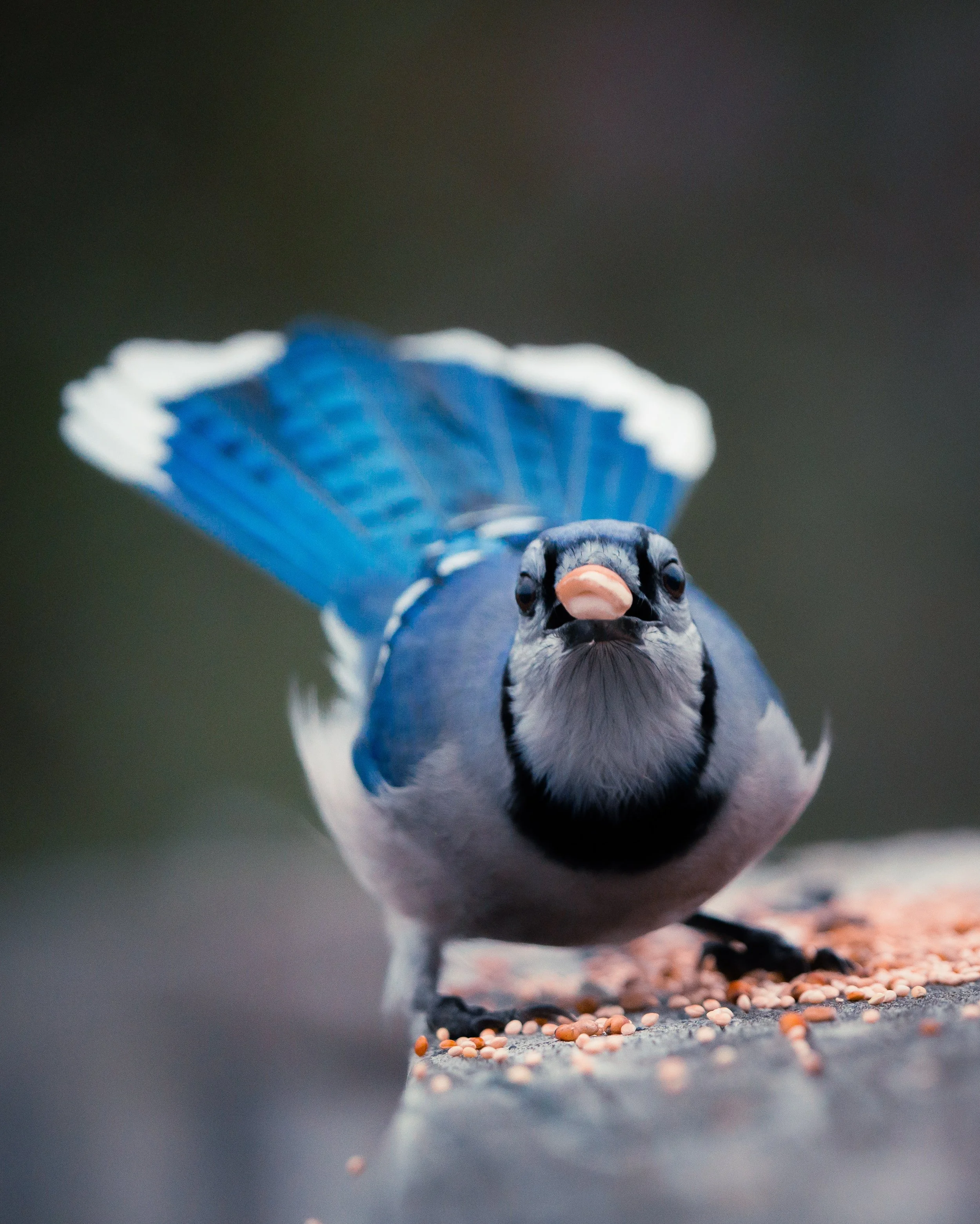 Close-up of a blue and black bird with a pink beak, standing on the ground near scattered seeds.