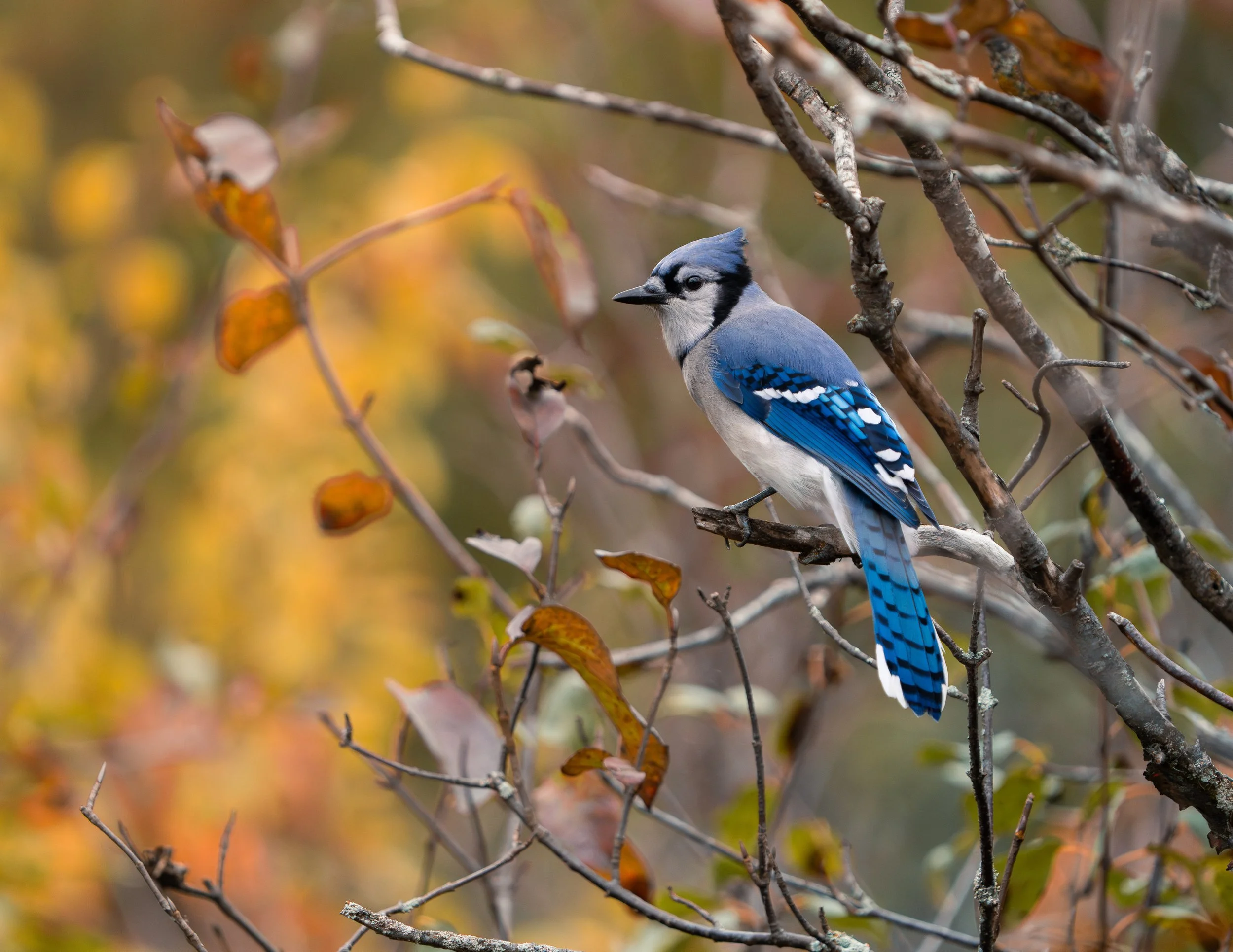 A blue and white jay perched on a branch amid autumn leaves and twigs.