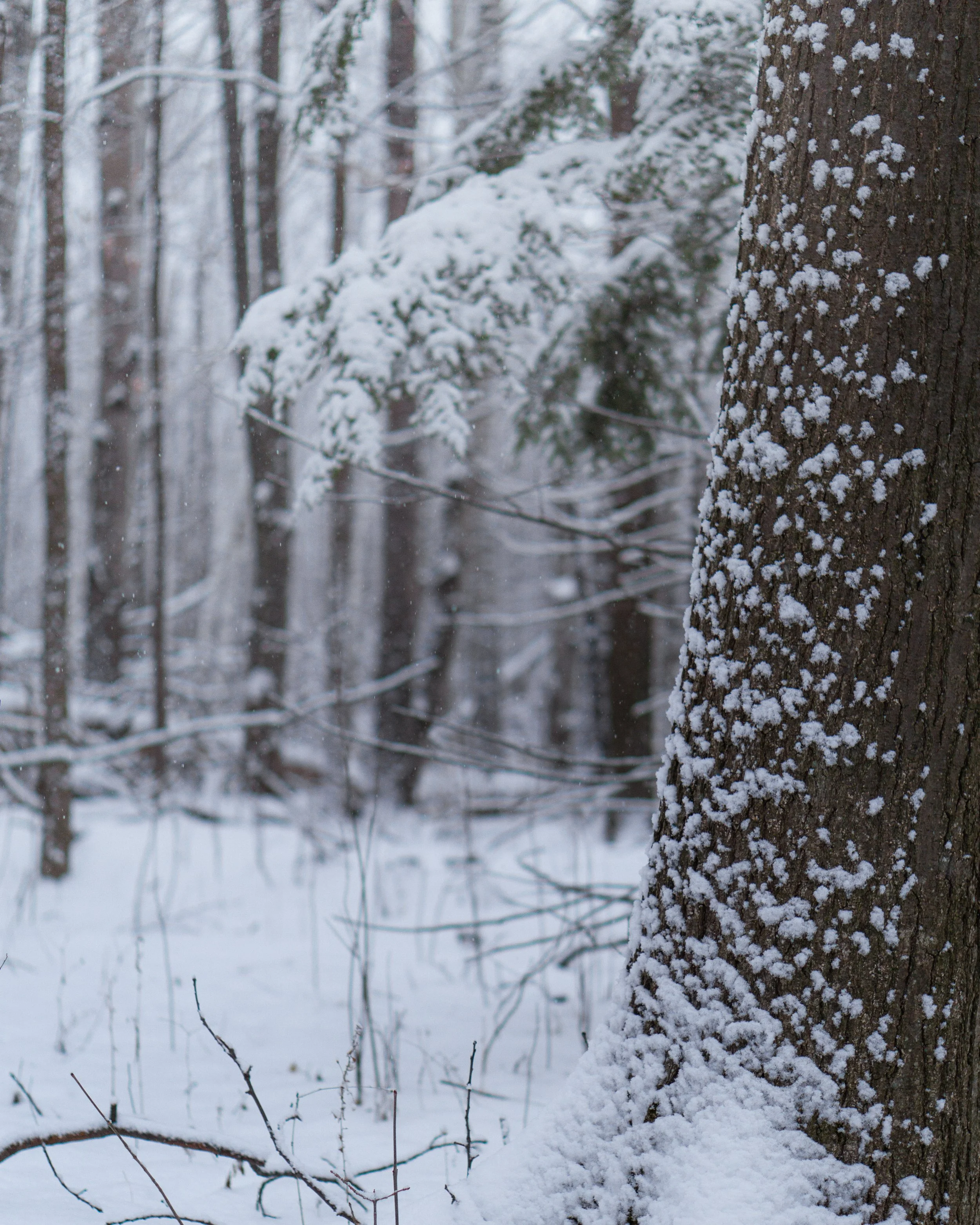 A snow-covered tree trunk and branches in a winter forest with snow-dusted trees in the background.