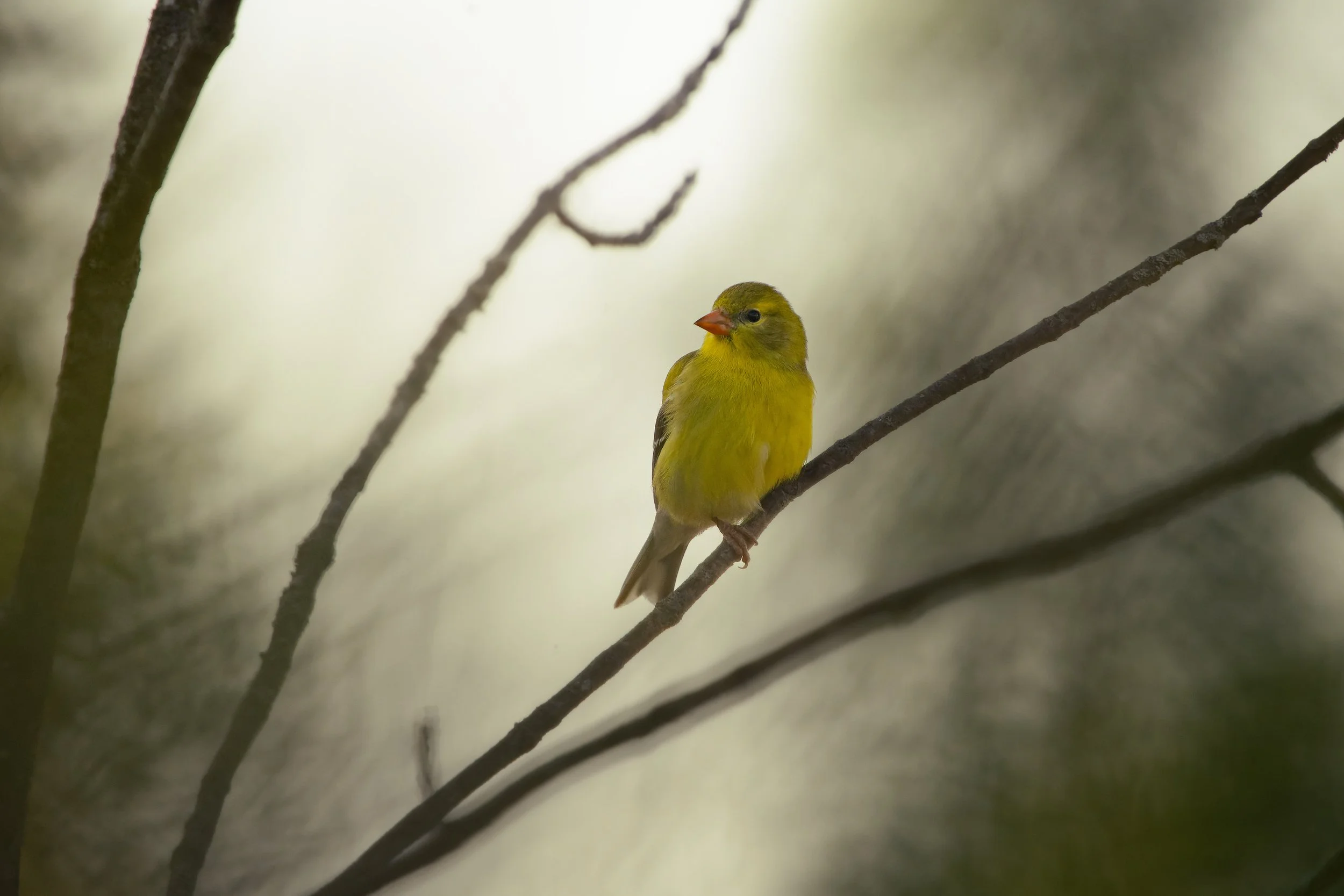 A small yellow bird with an orange beak perched on a thin tree branch, with multiple other branches around it and a blurred background.