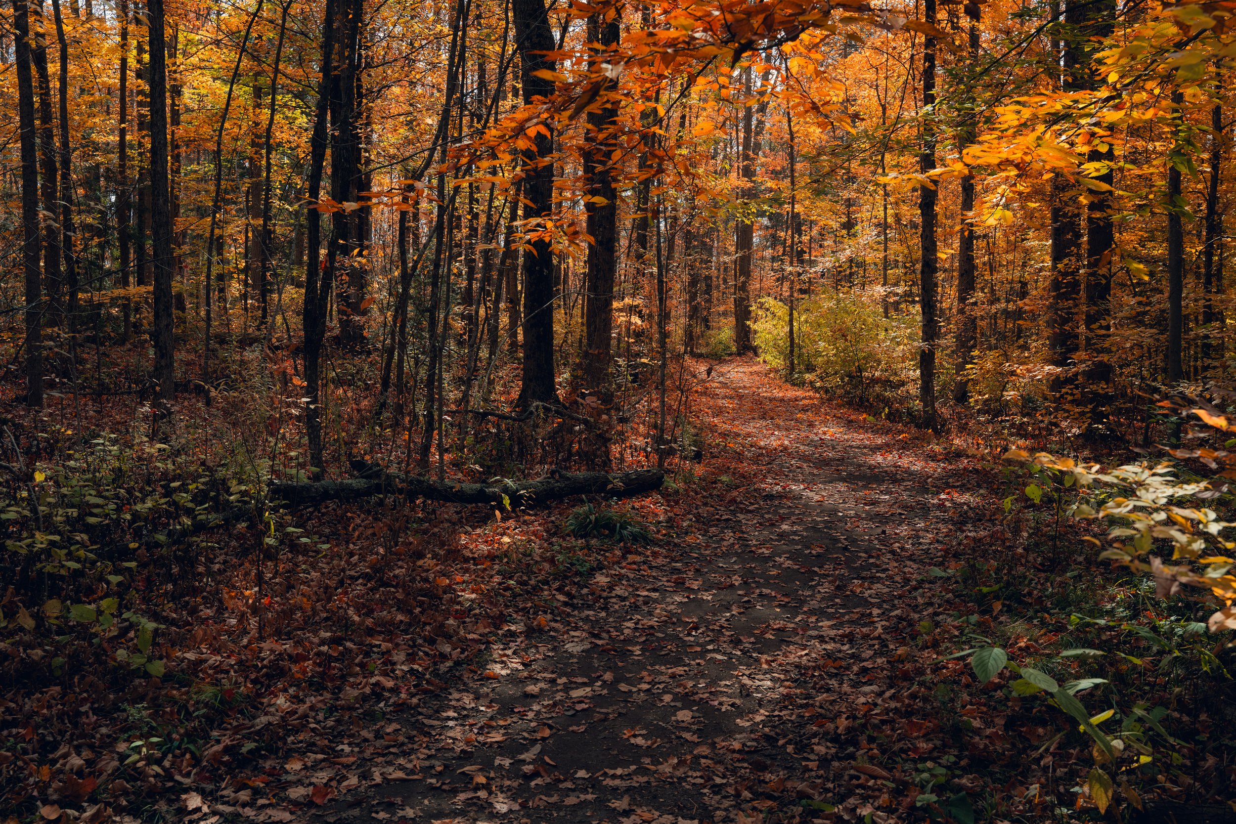 A forest trail covered with fallen autumn leaves, surrounded by trees with orange, yellow, and brown foliage.