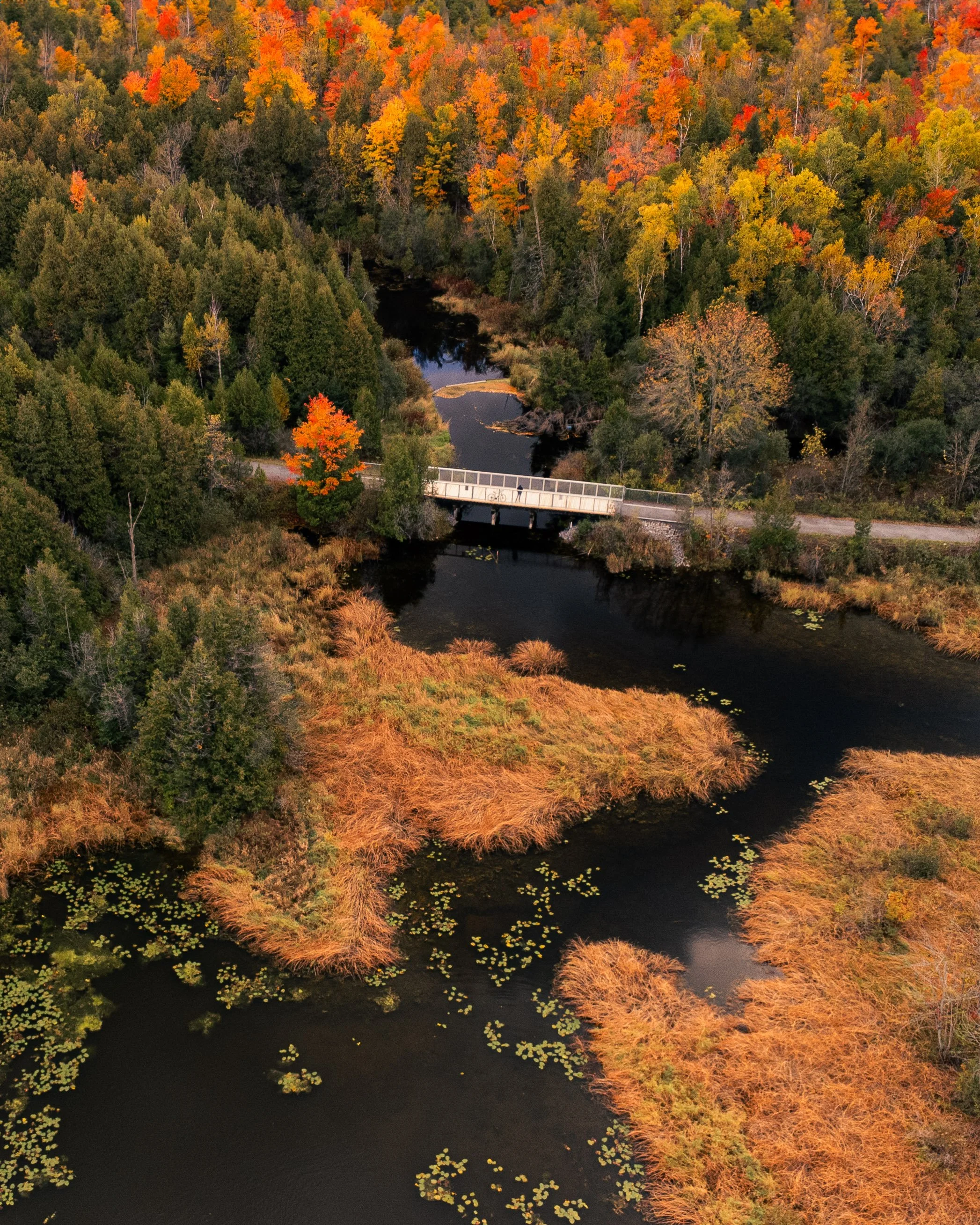 Aerial view of a landscape with a river winding through a forest showing autumn foliage in shades of green, yellow, orange, and red, with a white pedestrian and cyclist bridge over the river.