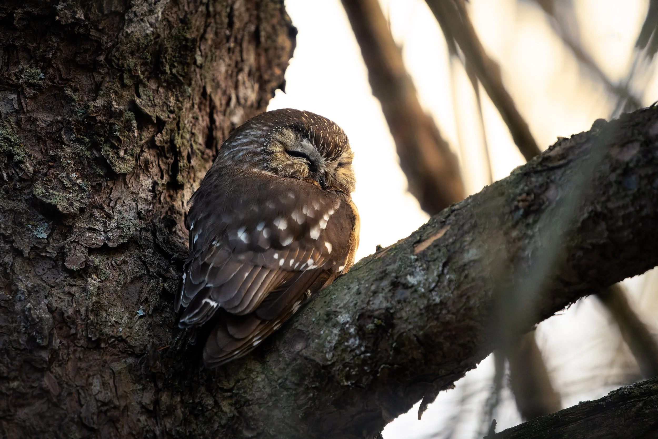 A small owl is perched on a tree branch with textured bark, surrounded by blurred tree branches in a natural outdoor setting.
