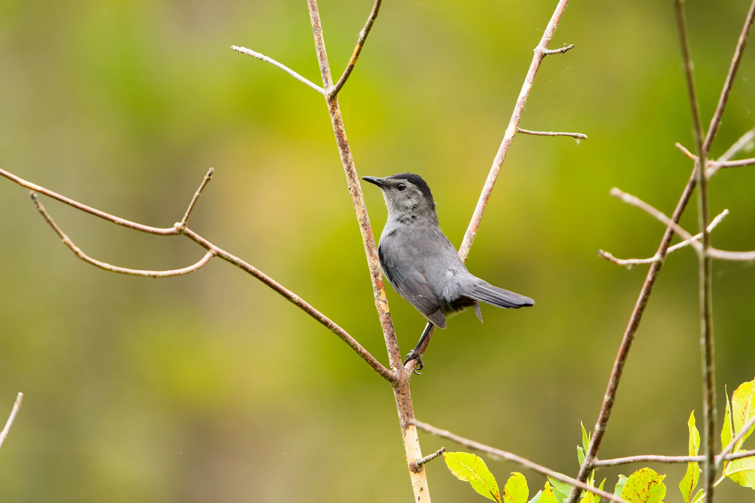 A small gray bird with black markings on its head and a slim beak perched on a thin branch among leafless and green branches against a blurred green background.