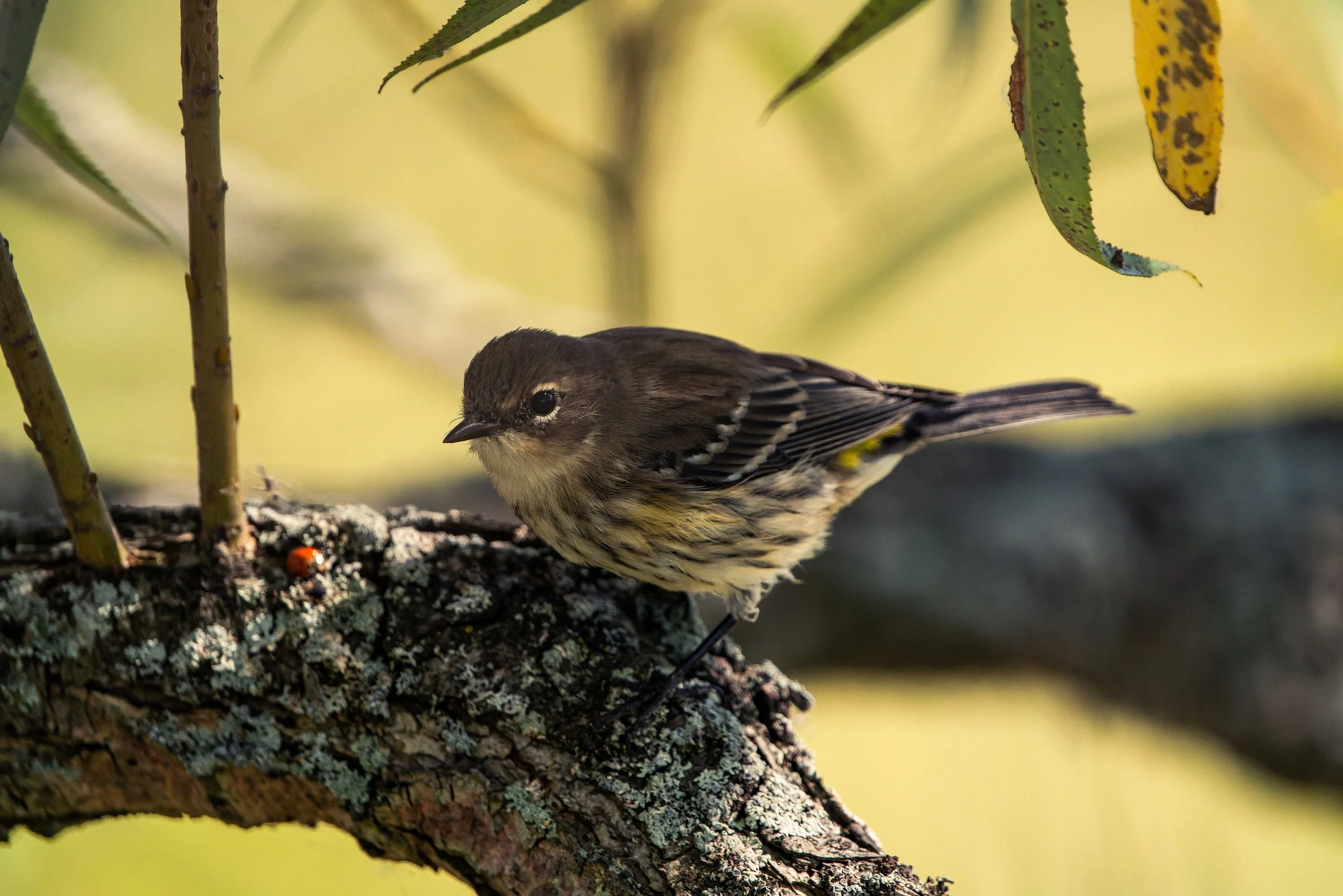 A small bird with brown, black, and yellow feathers perched on a tree branch with green and yellow leaves in the background.