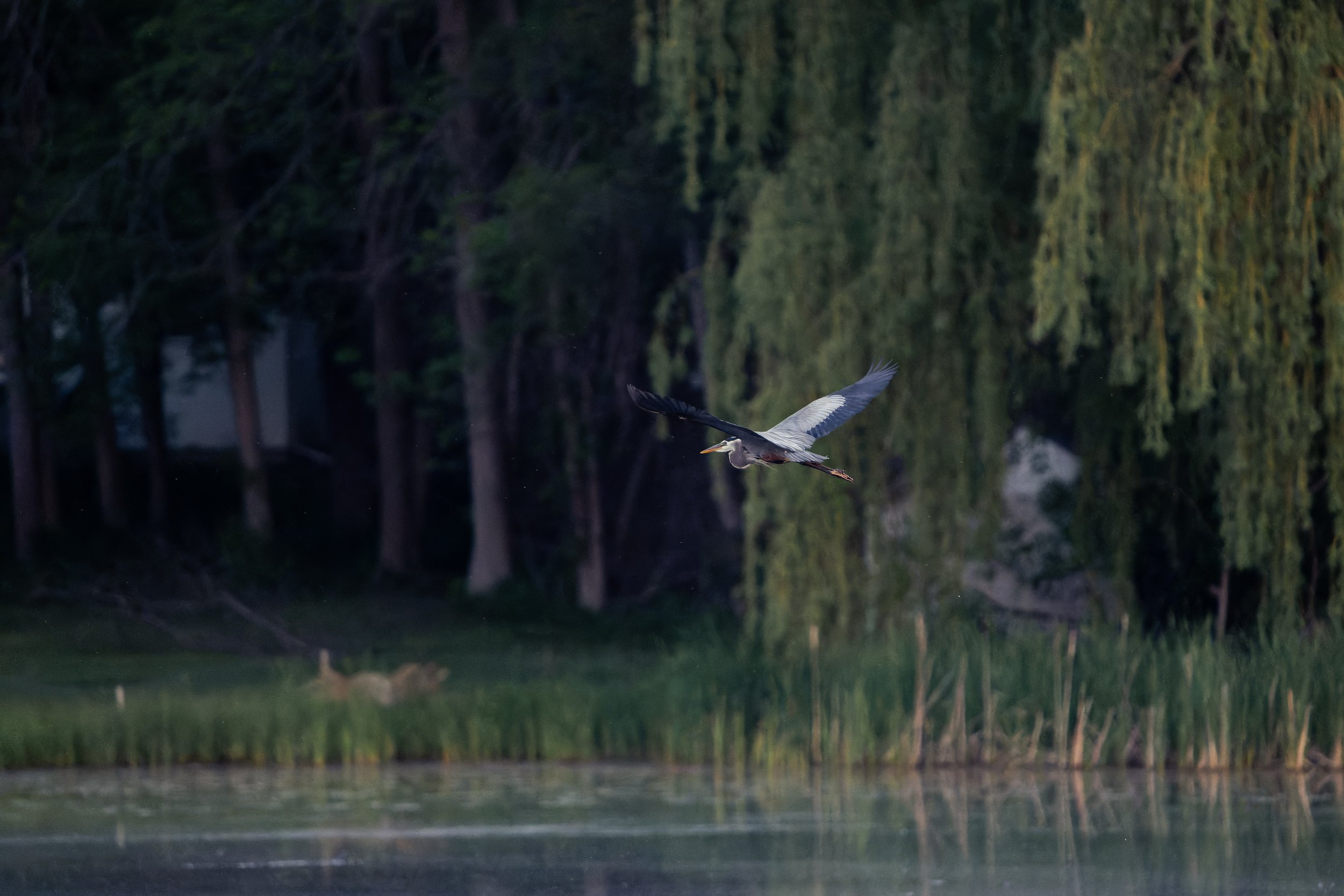 A heron flying low over a calm body of water near a forest with green trees