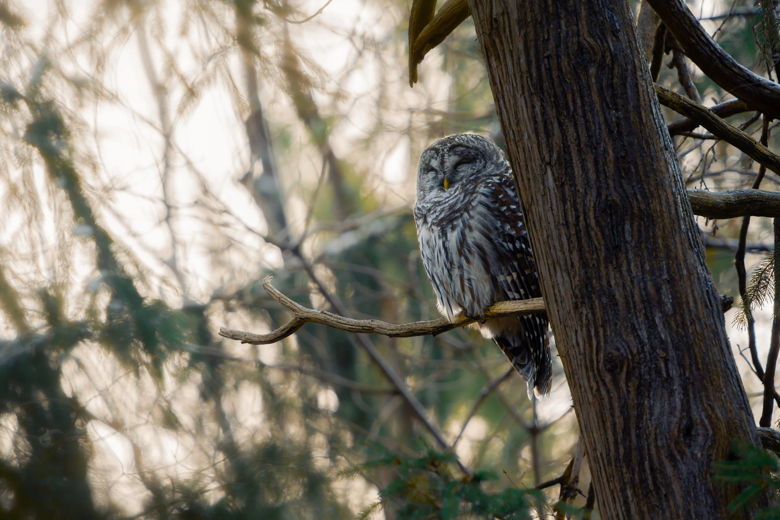 A barred owl perched on a tree branch among the leaves in a forested area.