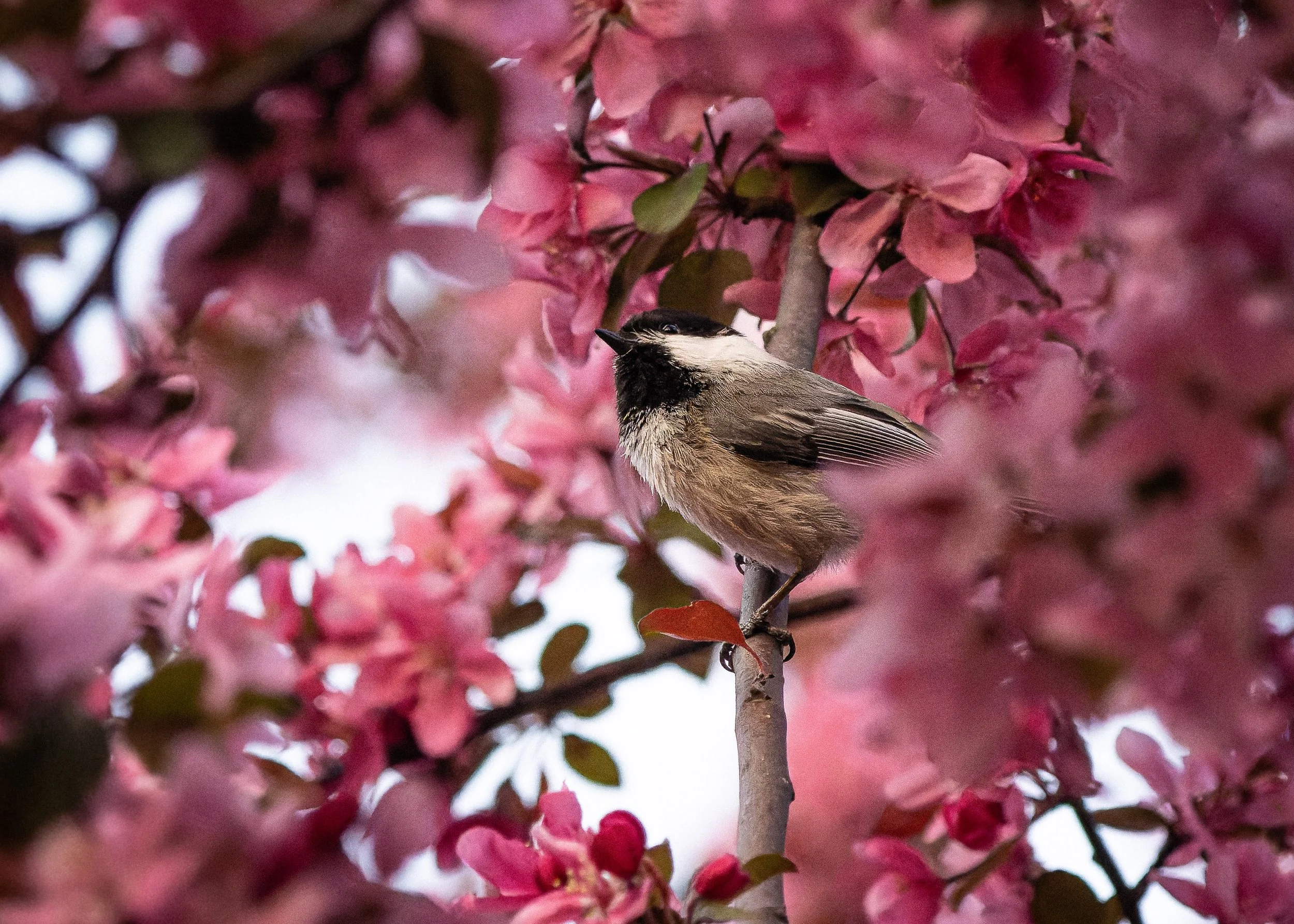 A small bird perched on a branch among blooming pink flowers.