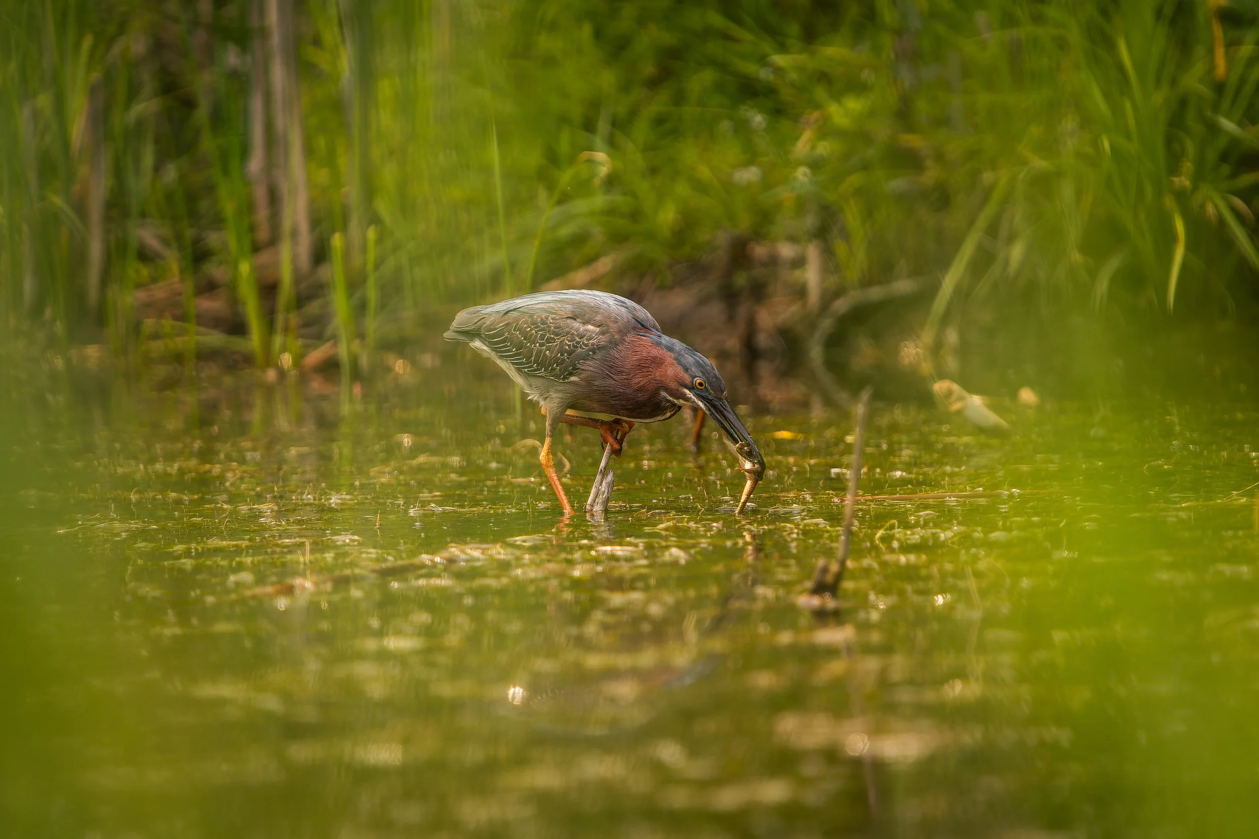 A heron standing in shallow water among tall green grass, catching a fish in its beak.