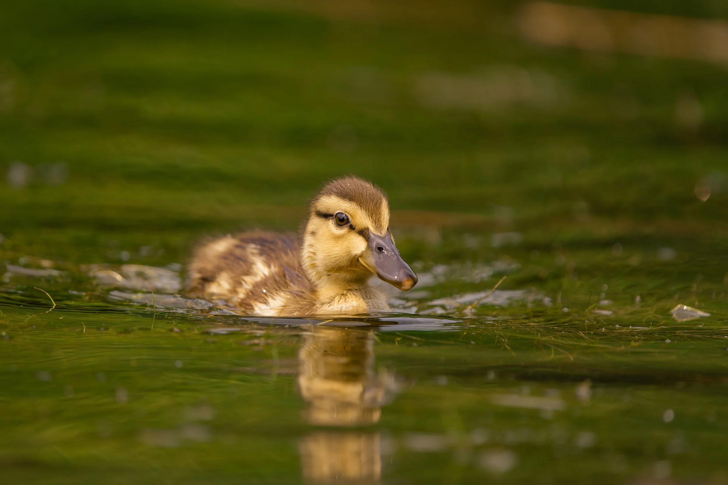 A duckling swimming in a body of water with greenish reflections.