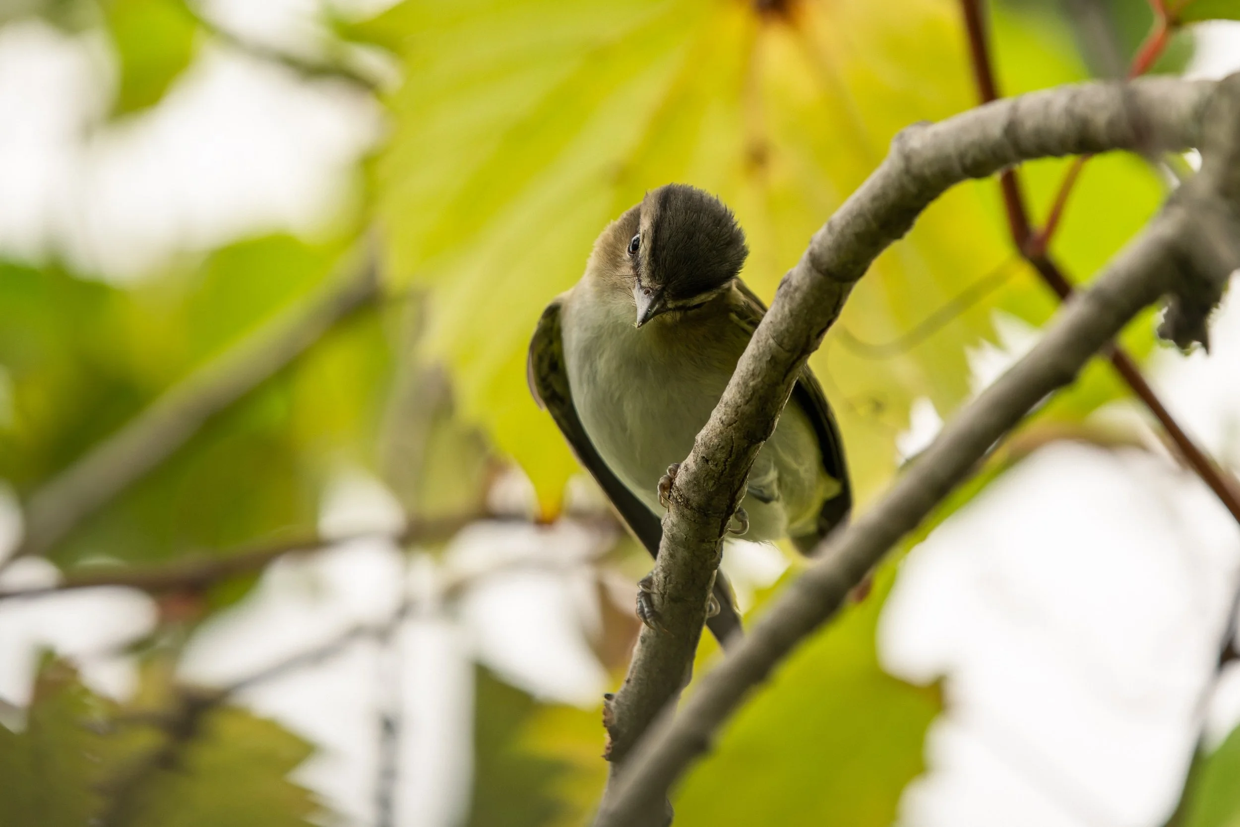 A small bird perched on tree branches surrounded by green leaves, looking downward.