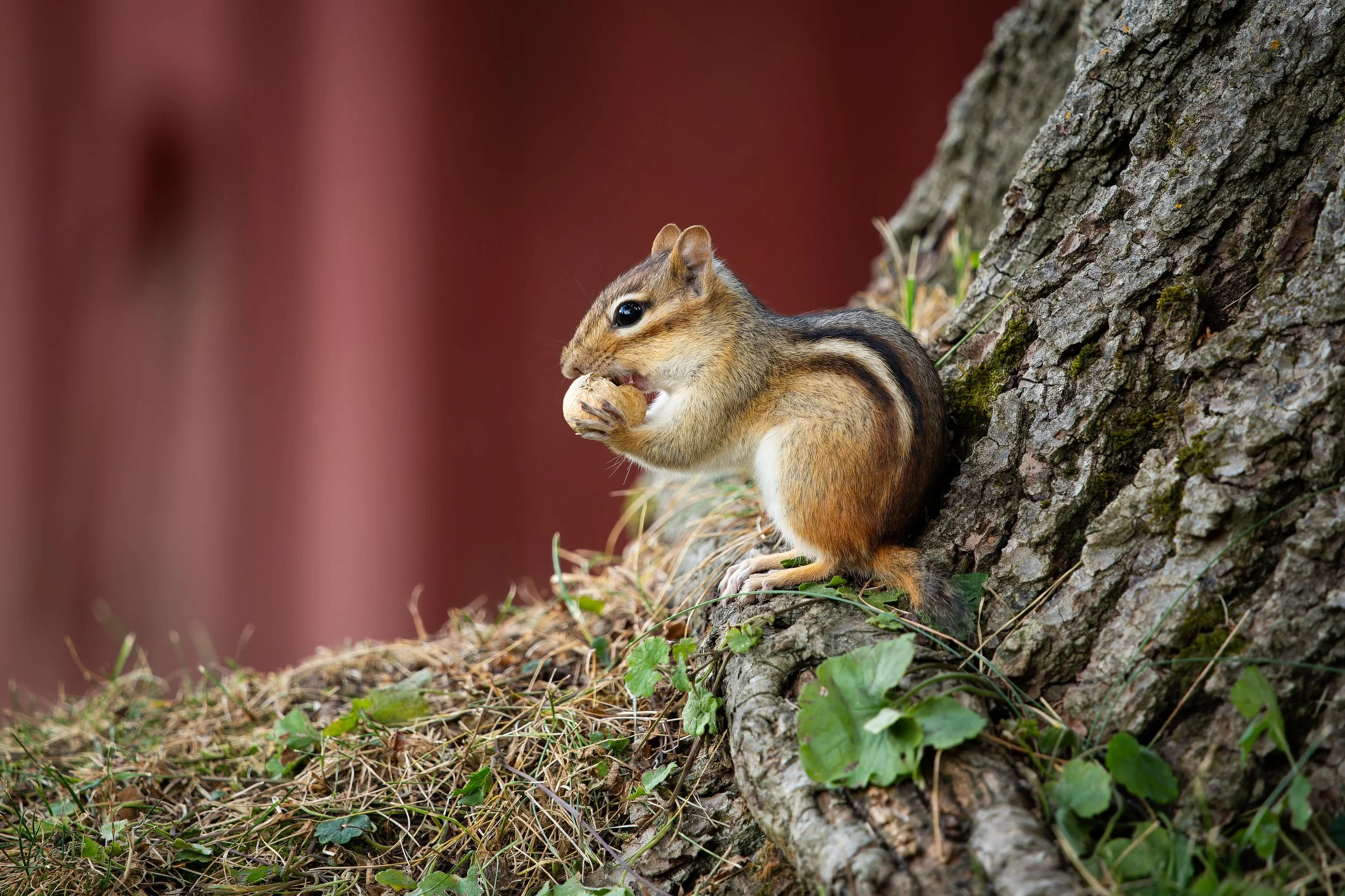 A chipmunk on the ground near a tree trunk, holding and eating what appears to be a nut.