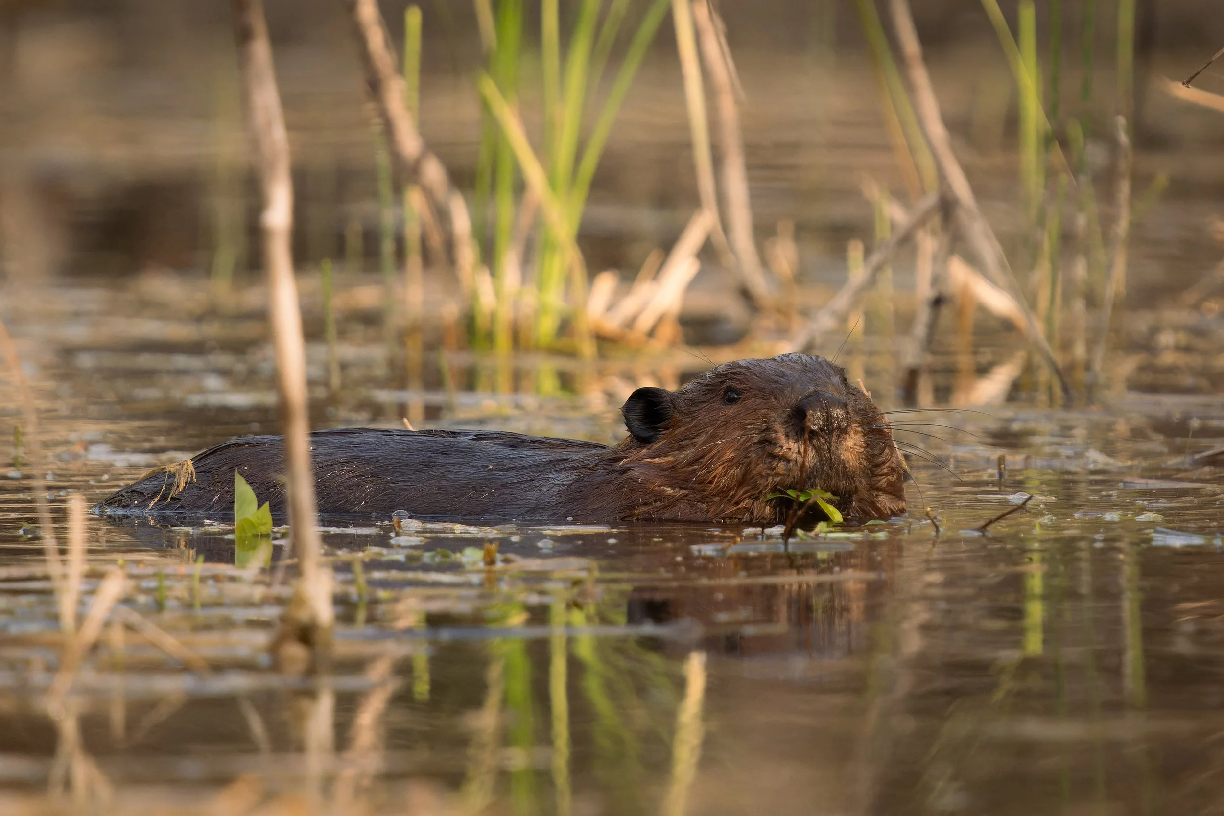 Beaver swimming in a pond surrounded by tall plants and reeds.