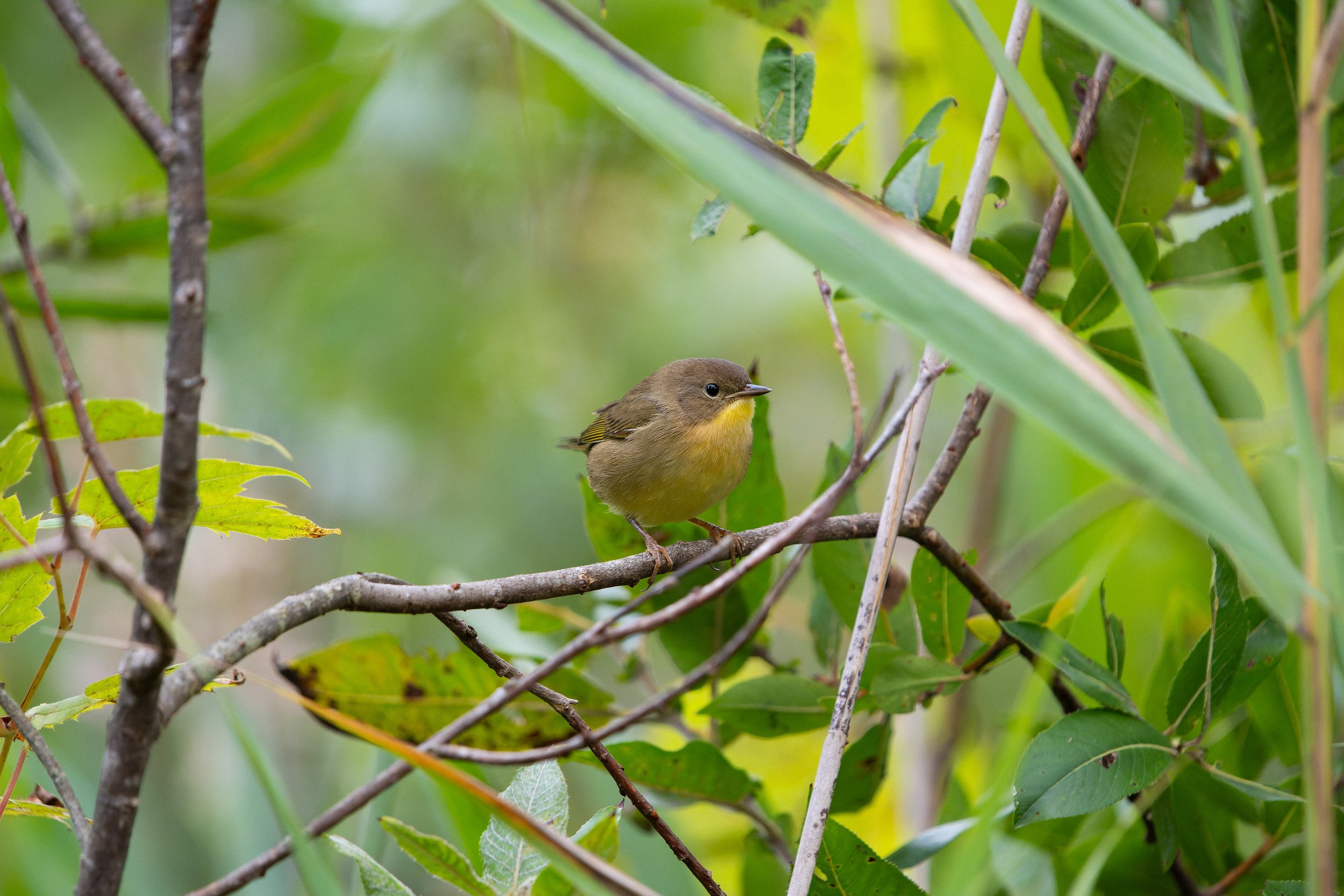 A small bird with yellow on its belly perched on a branch among green leaves and branches in a natural setting.