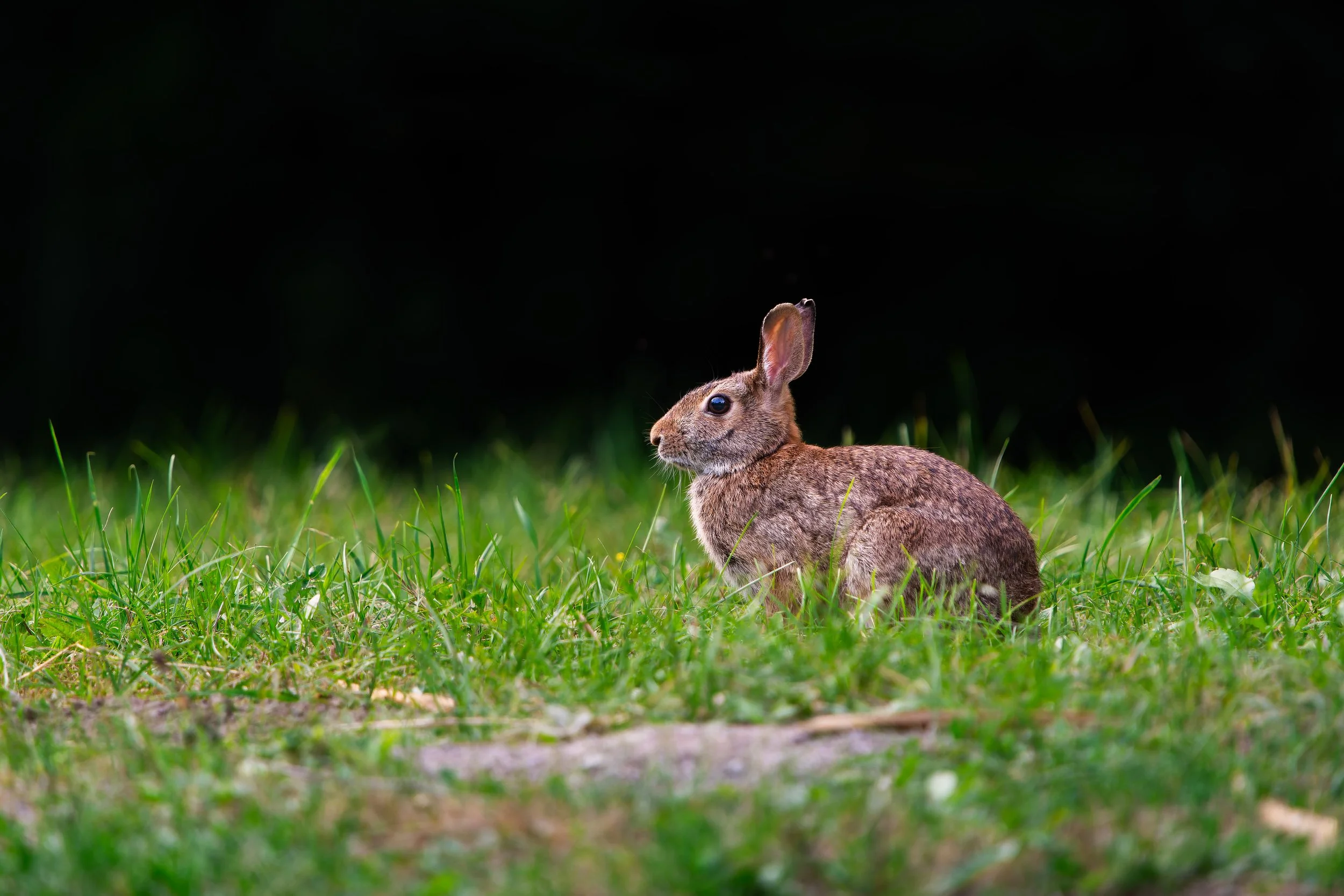 Small brown rabbit sitting on green grass with a dark background.