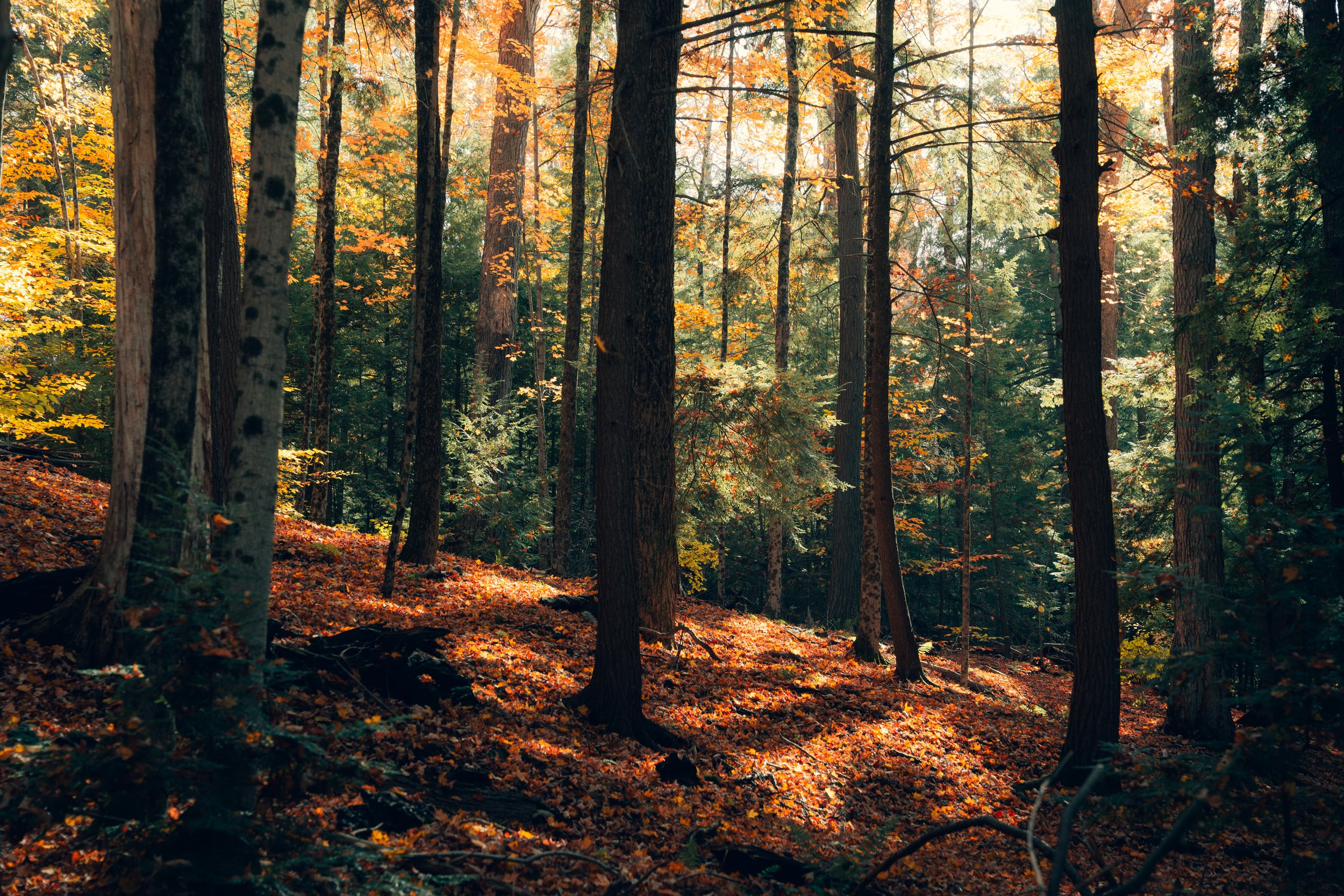 A dense forest scene during autumn with tall trees, some with orange and yellow leaves and cast dappled sunlight on the forest floor covered with fallen autumn leaves.