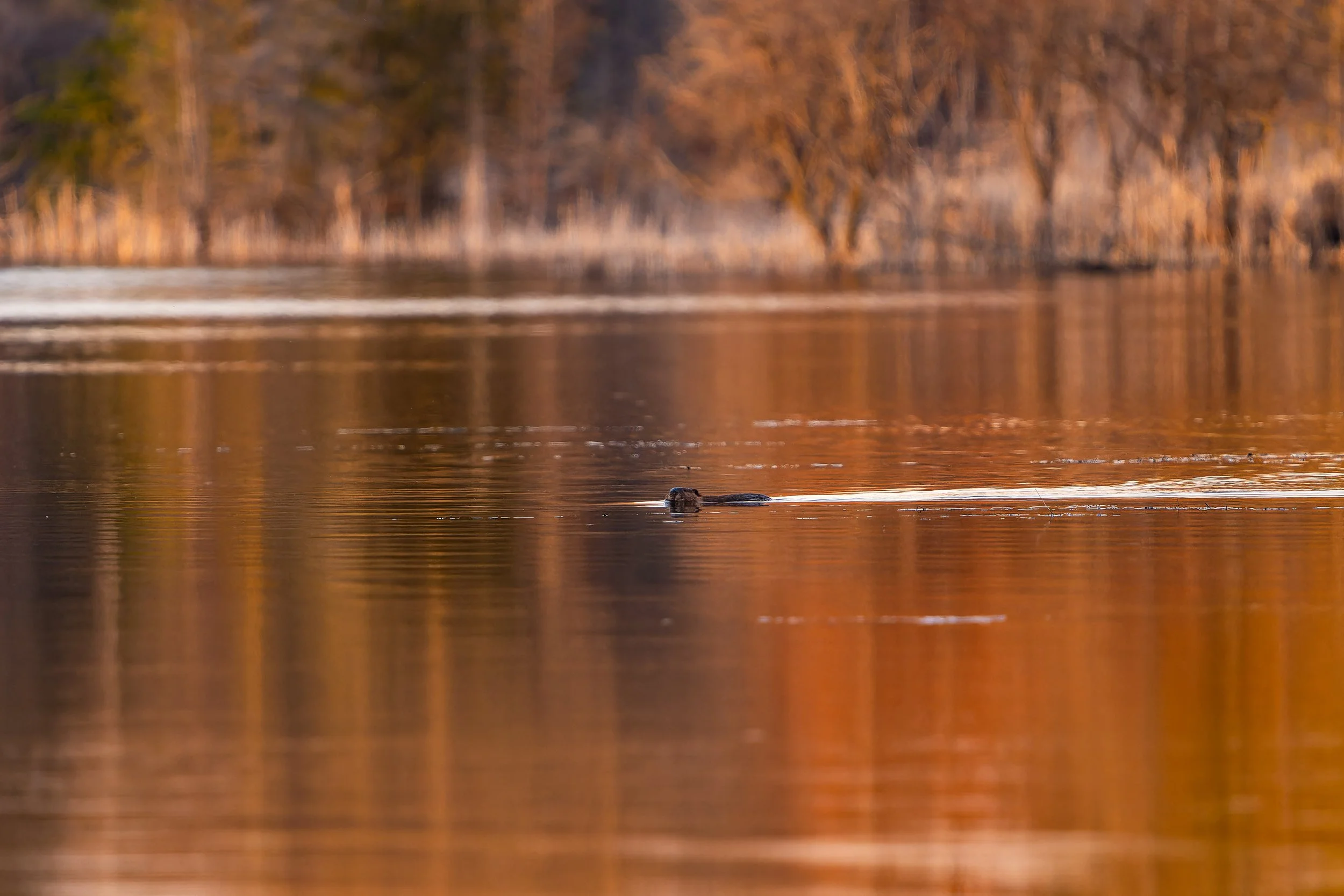 A bird swimming on a calm lake with a forested shoreline in the background during sunset.