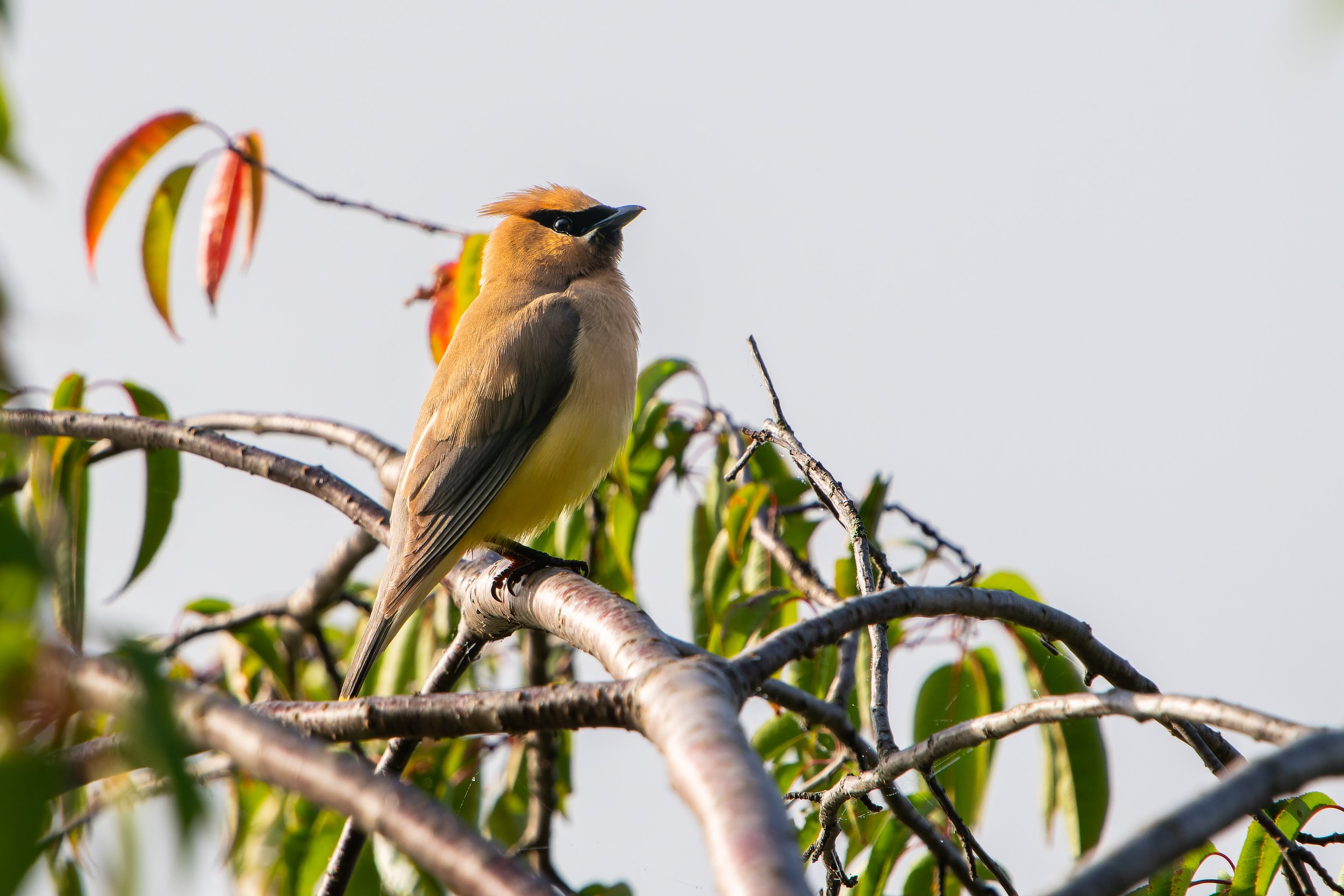 A tan bird with a black mask around its eyes perched on a branch among green leaves.