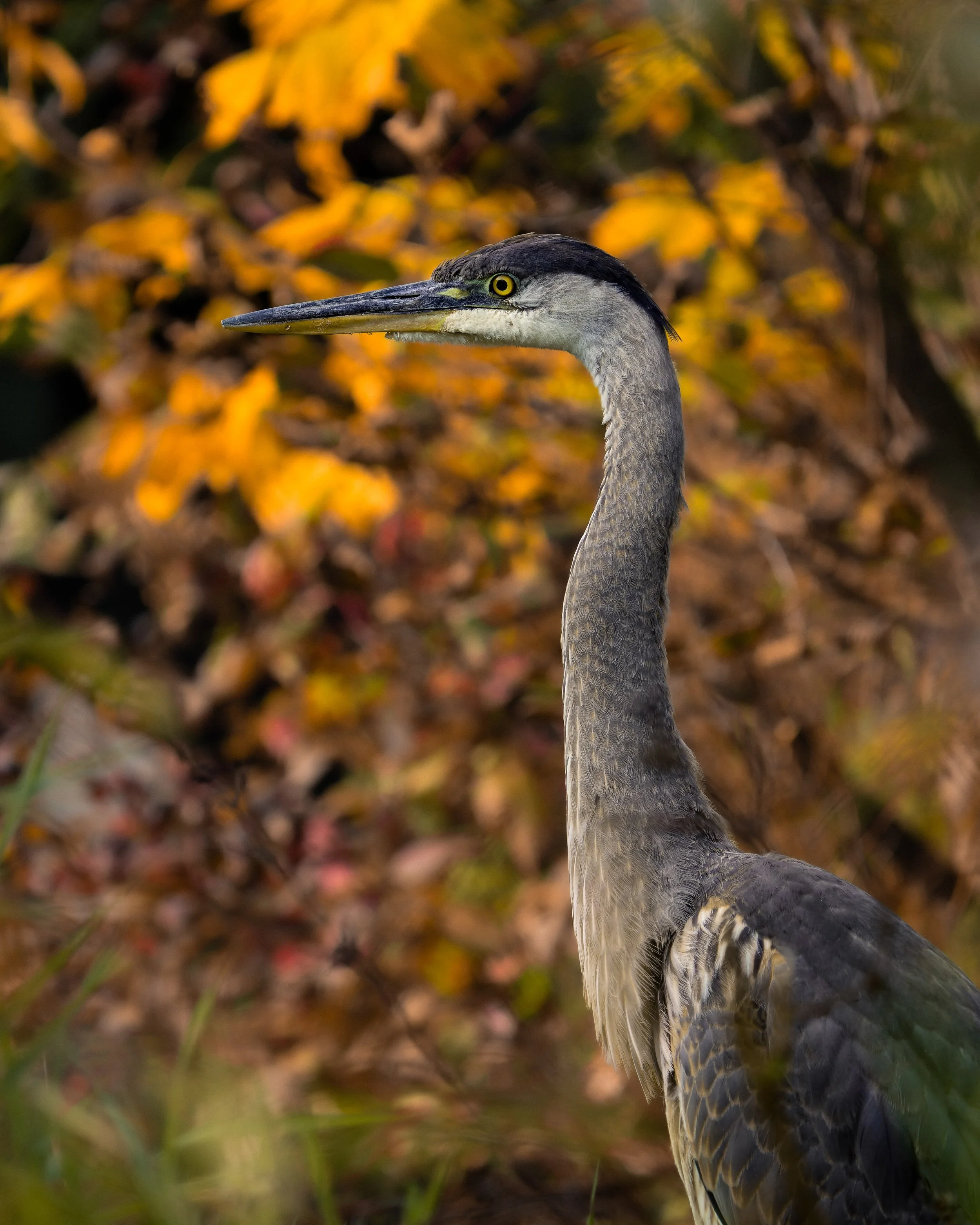A close-up of a heron with a background of colorful autumn leaves.